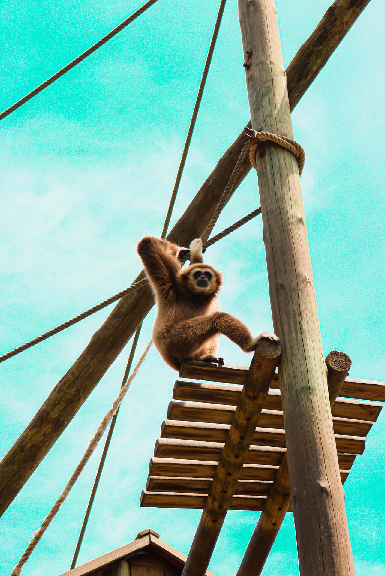 Holzpfahlbeste Gibbon Hintergrund