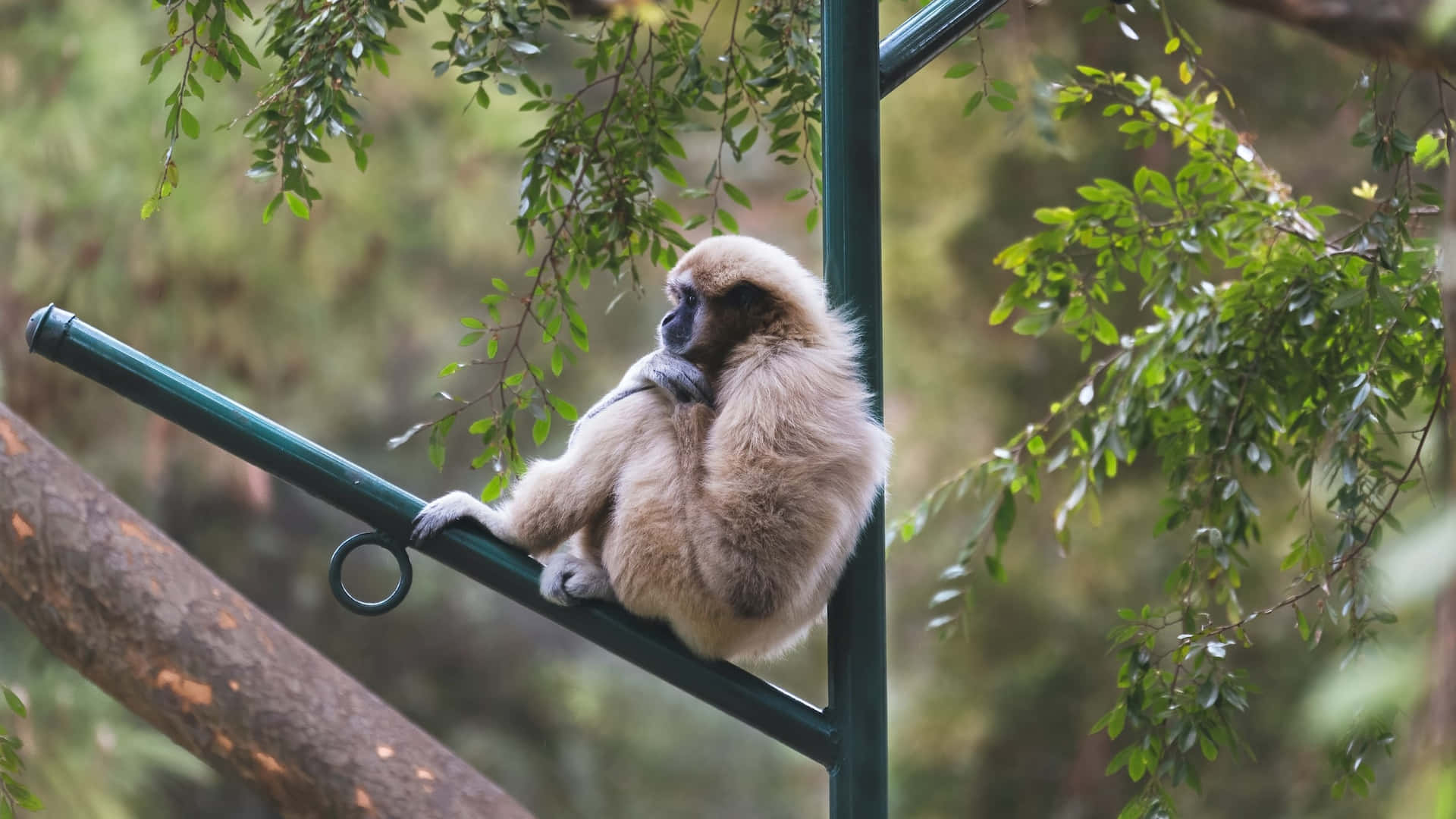 Sfondomigliore Con Un Gibbon In Una Posa Emotiva