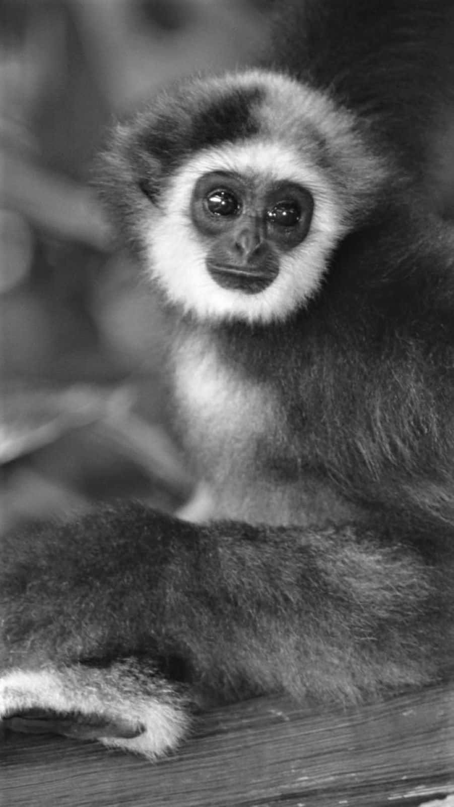 Grayscale Best Gibbon Background