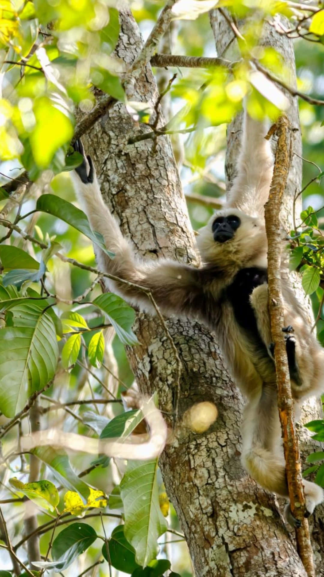 Naturfotografieblätter Best Gibbon Hintergrund