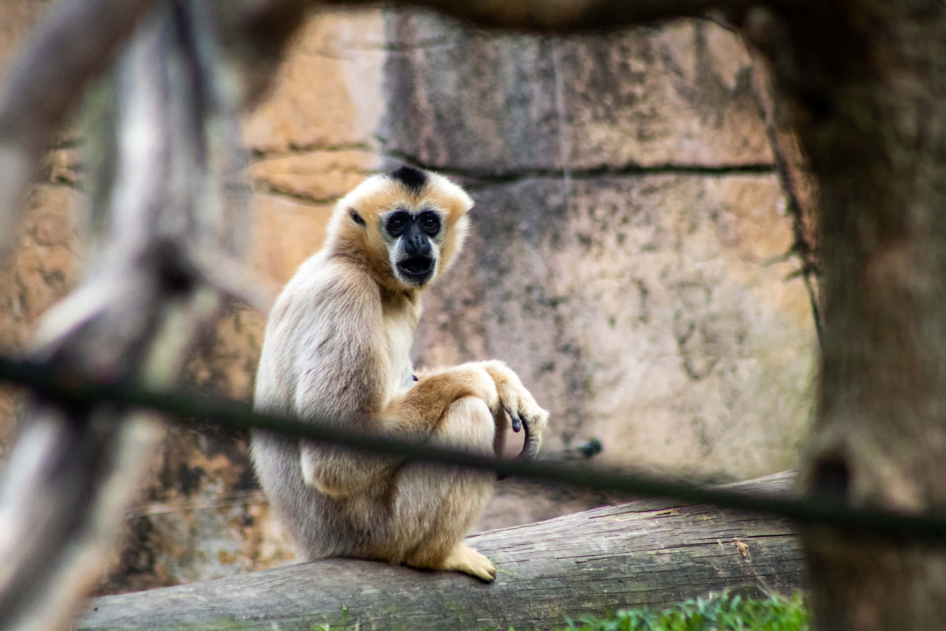 Estetiskfotografering Bästa Gibbon-bakgrund.
