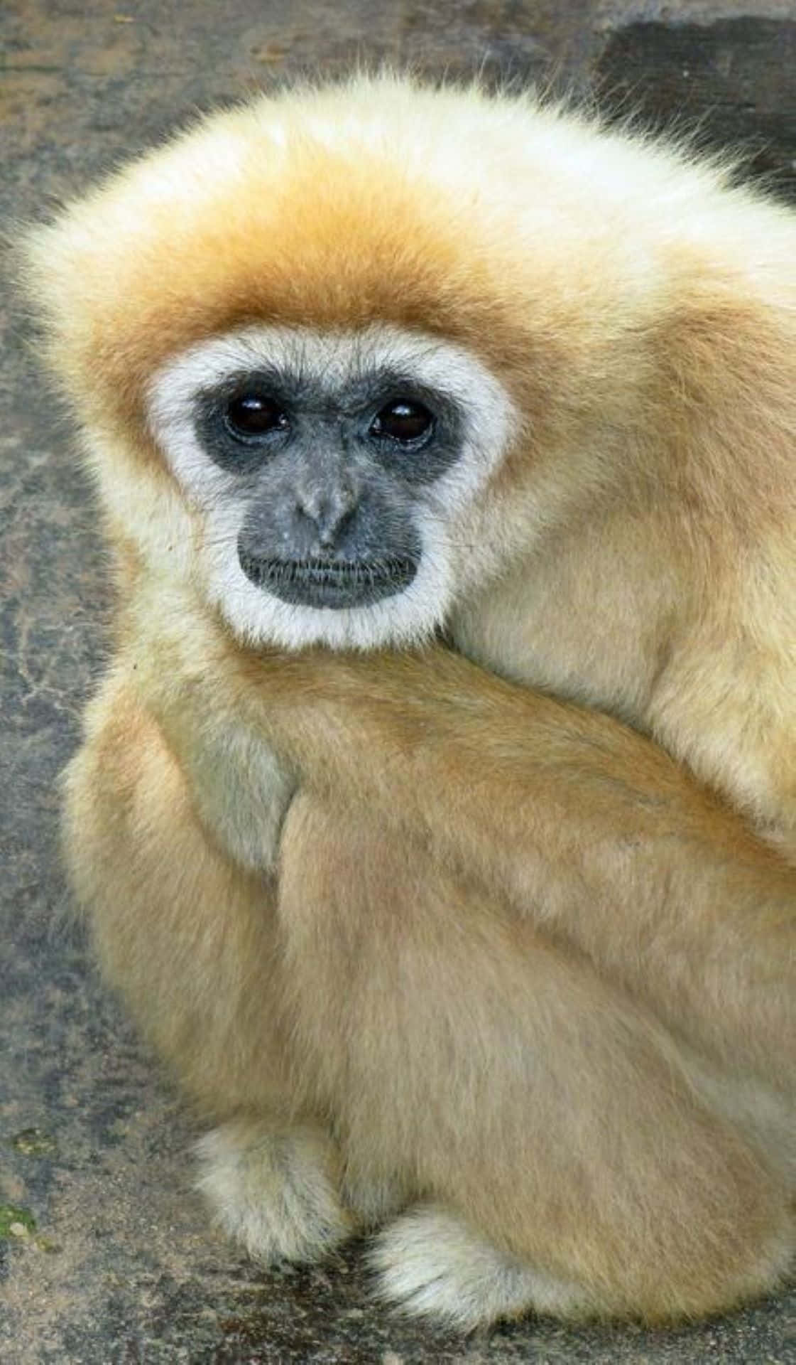 Babygelber Gibbon Hintergrund