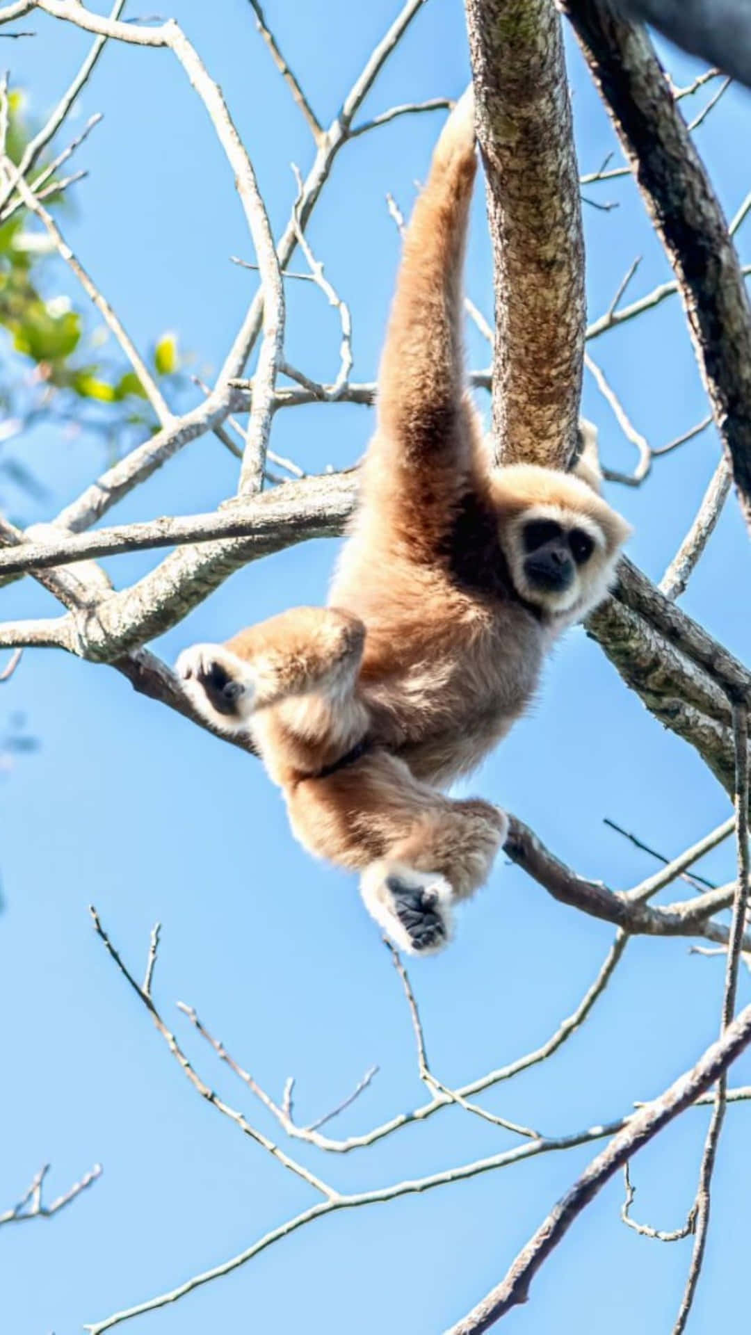 Swingende Lar Bedste Gibbon Baggrund