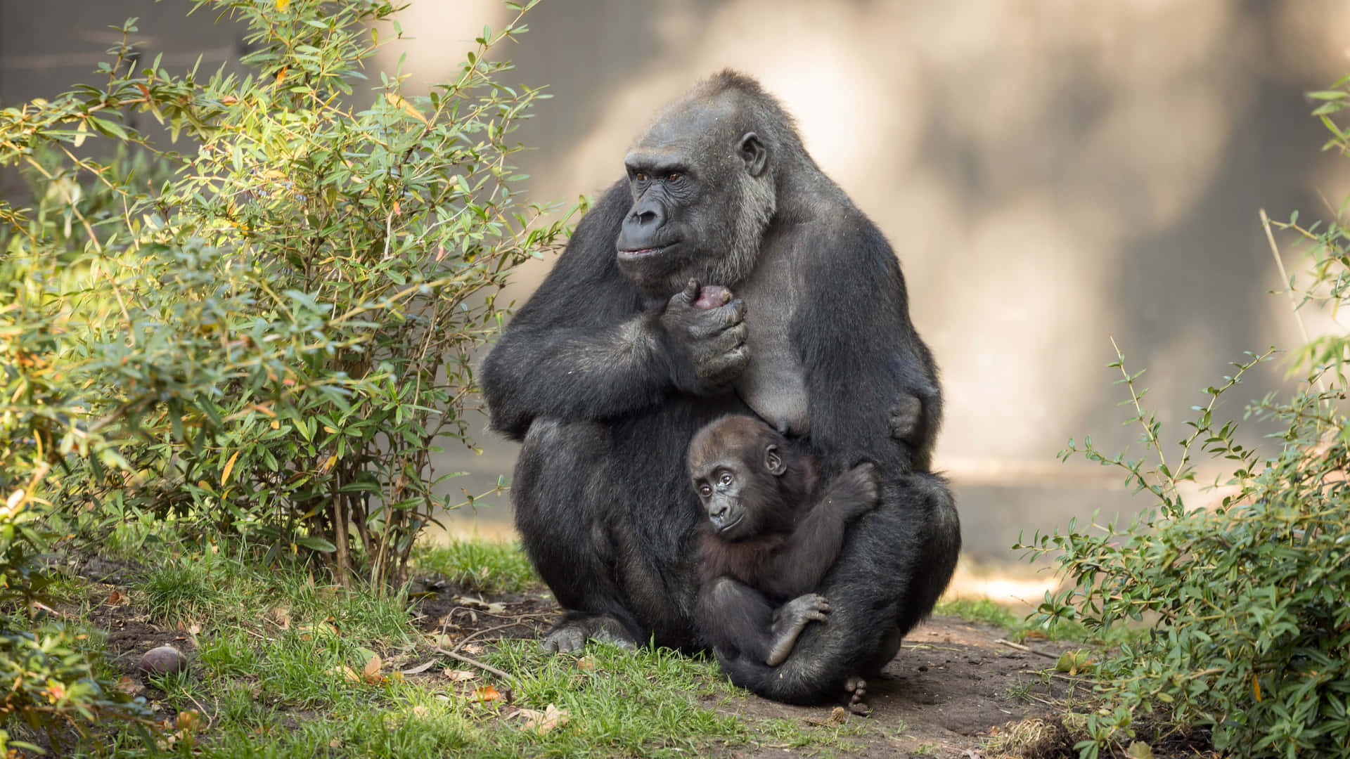 Mother And Infant Best Gorilla Background