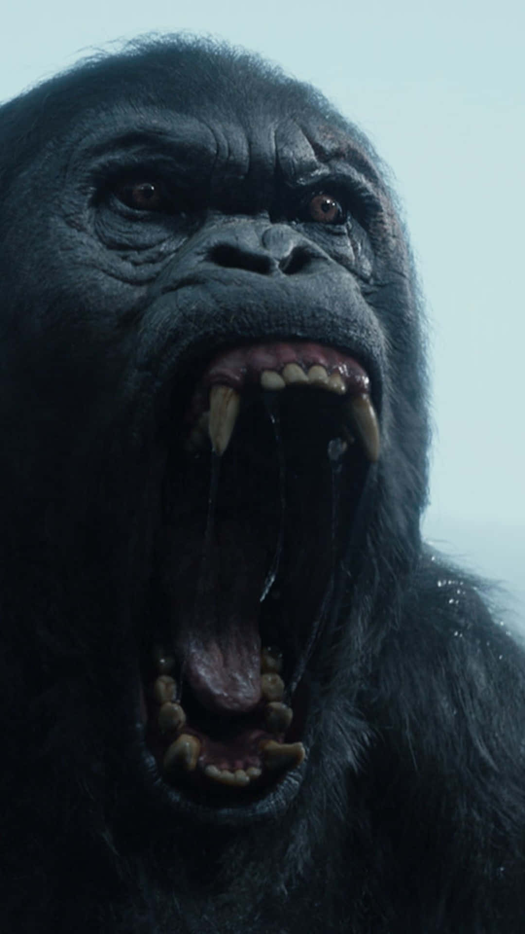 "Why Best Gorilla is the King of the Jungle"