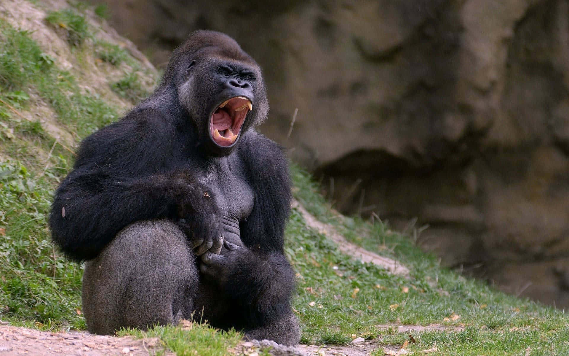 Yawning Best Gorilla Background