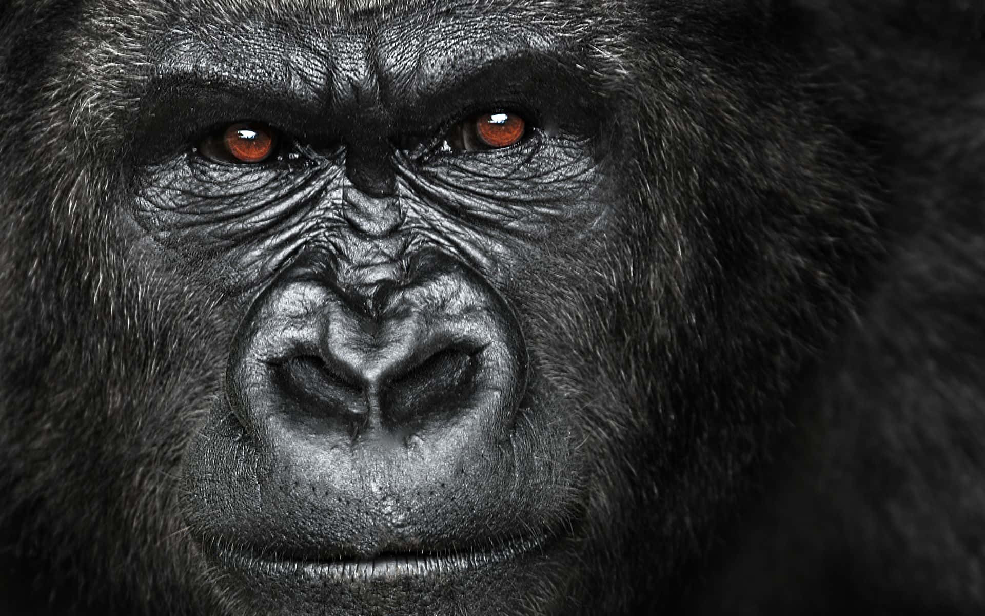 Best Gorilla Face Background