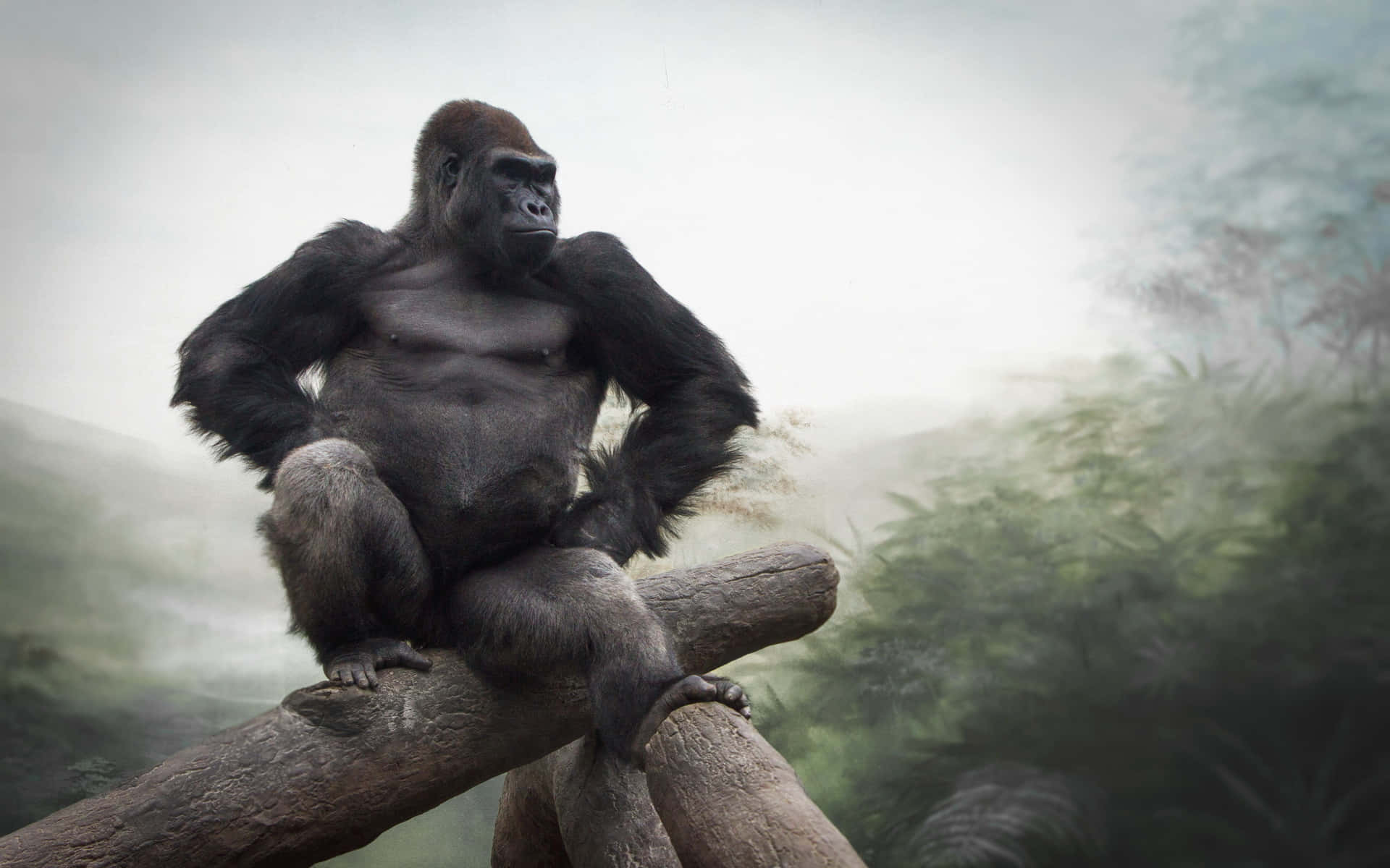 Best Gorilla Background Sitting On Top Of Logs Background