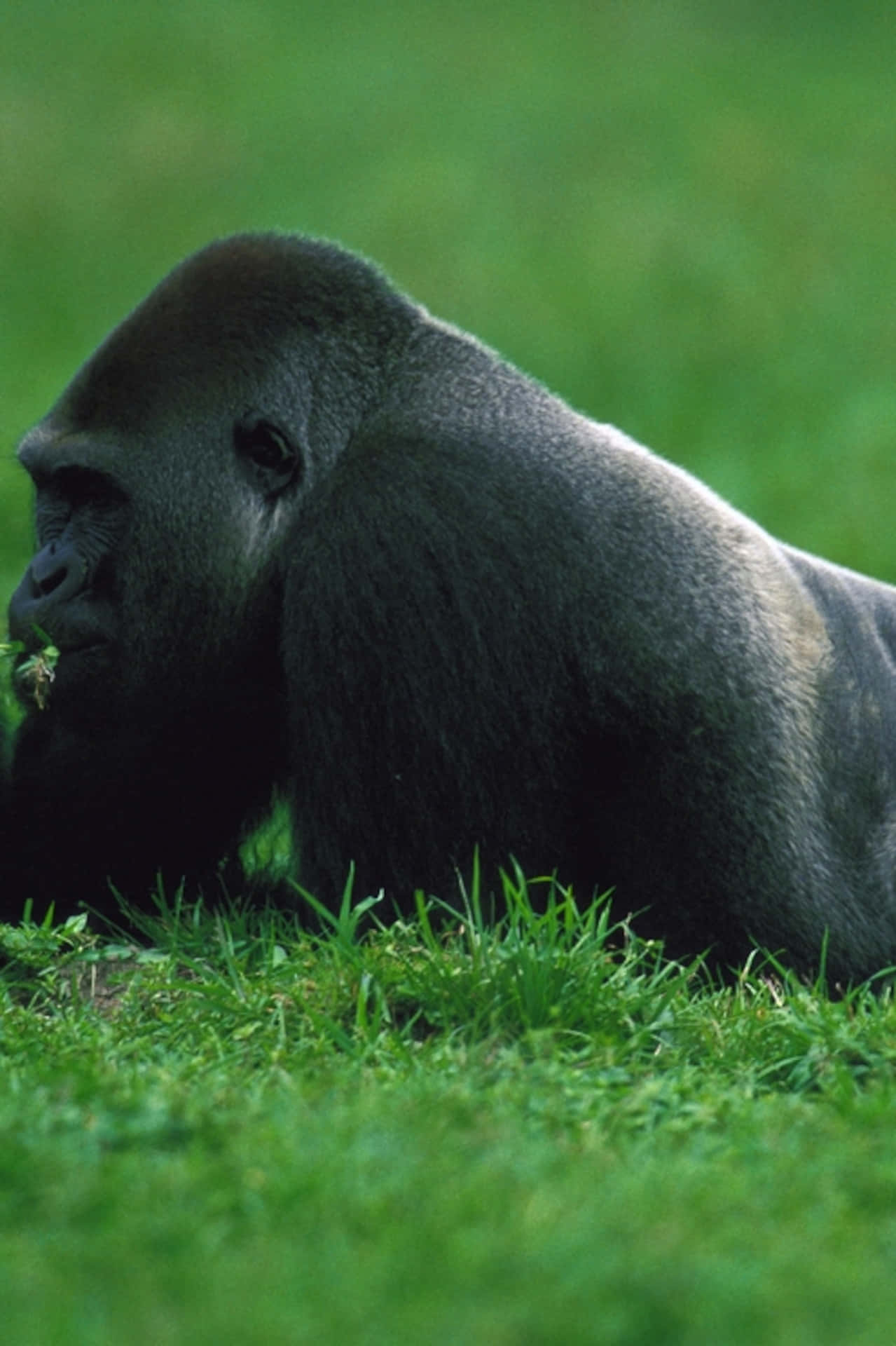 Migliorsfondo Con Un Gorilla Che Brucia L'erba