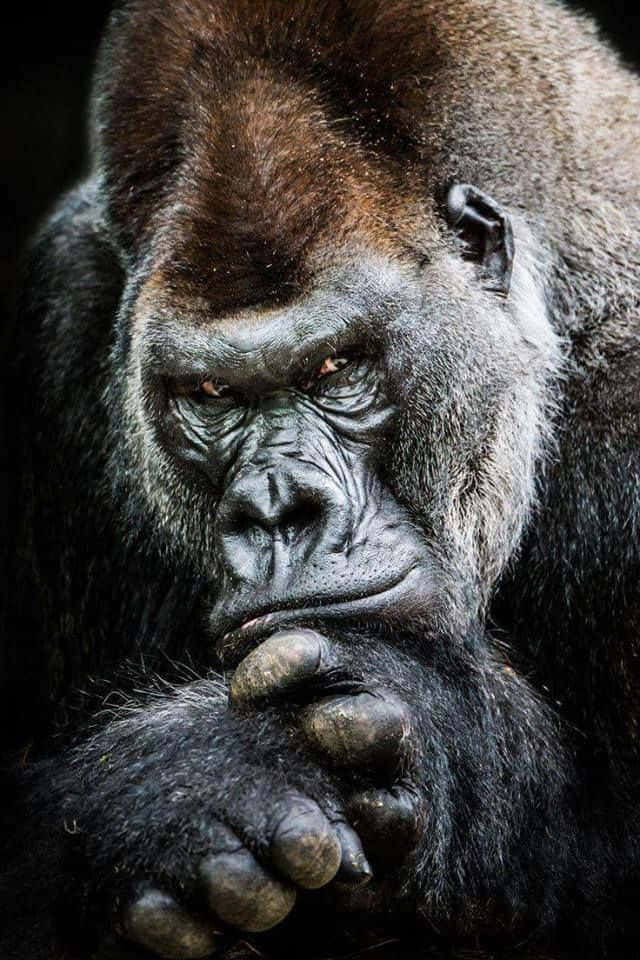 Serious Stare Best Gorilla Background
