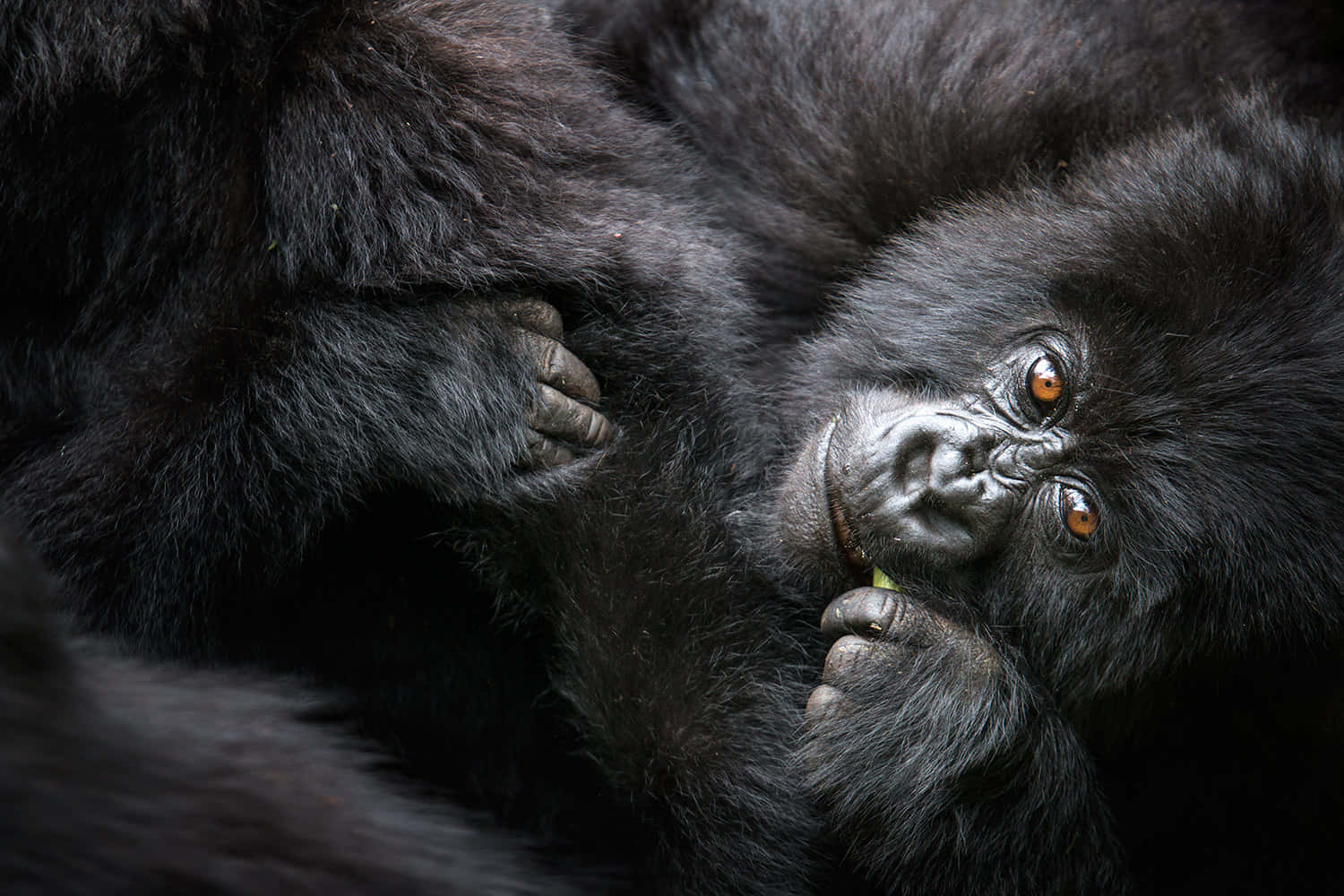 Det Bedste Gorilla Spisende Mens Kiggede Op Baggrund