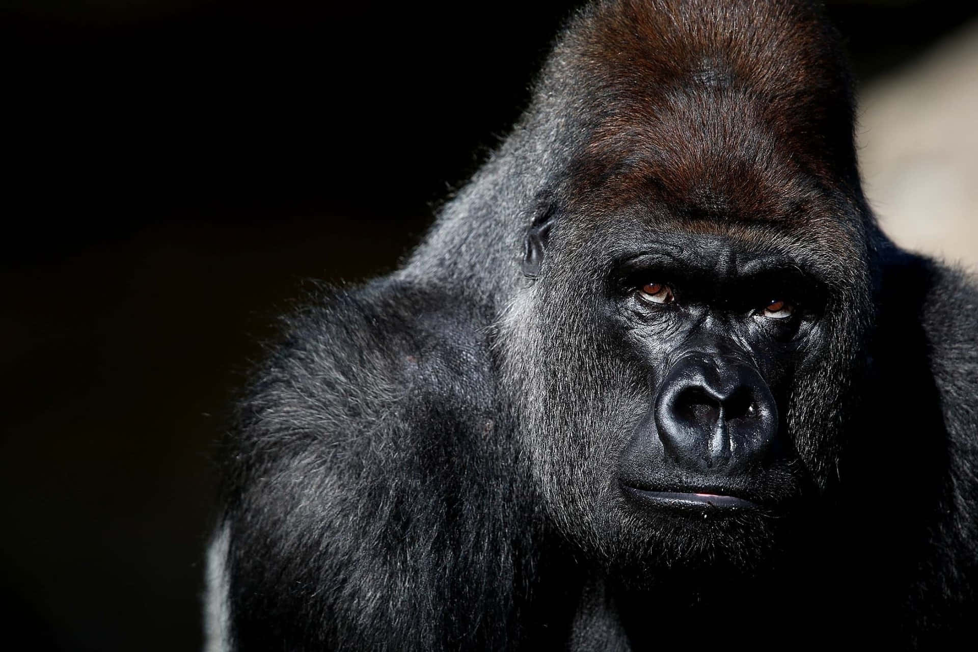 Besteshintergrundbild Mit Einem Gorilla Und Dunkelbraunen Augen