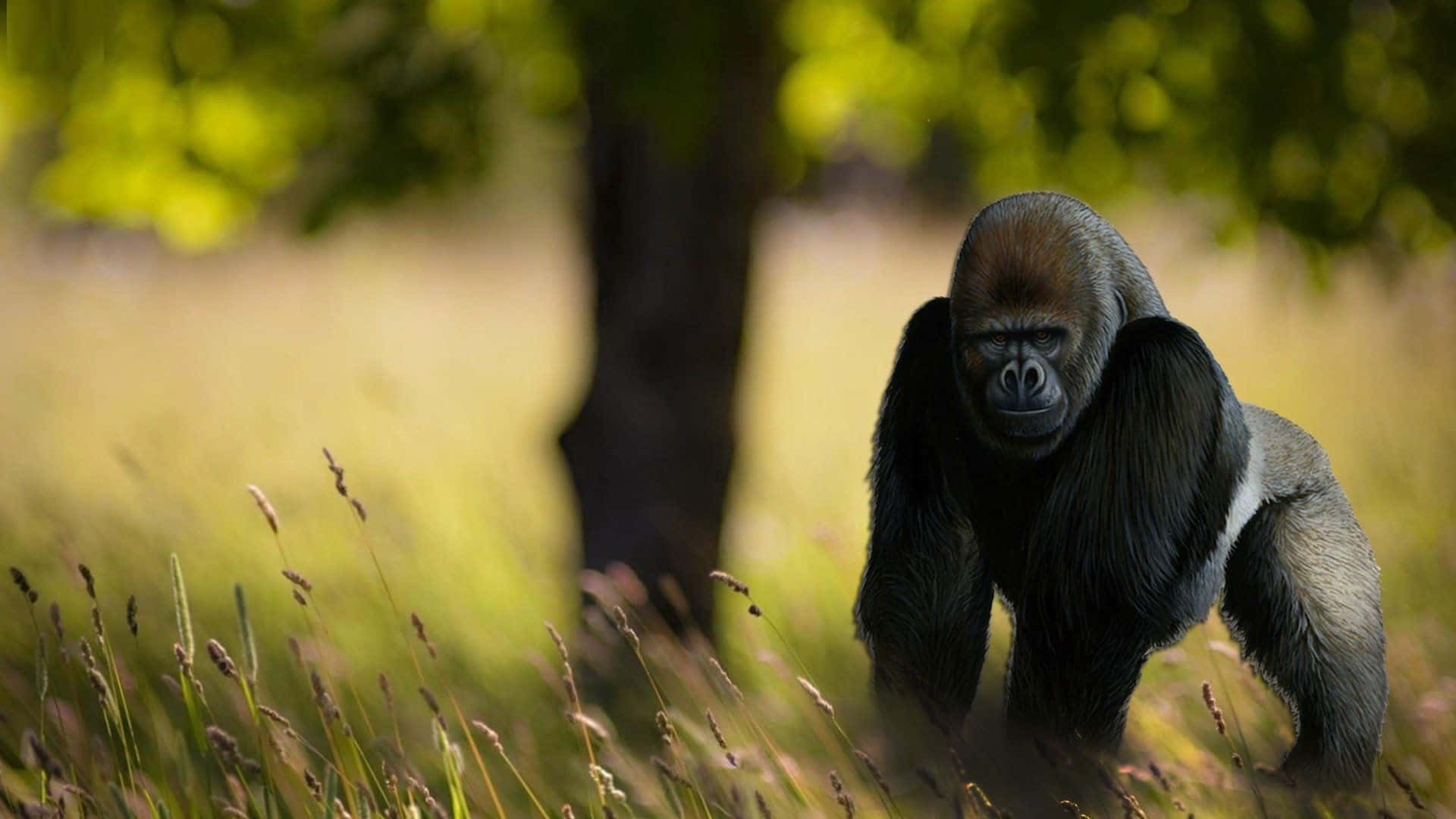 Best Gorilla Background In The Forest Background