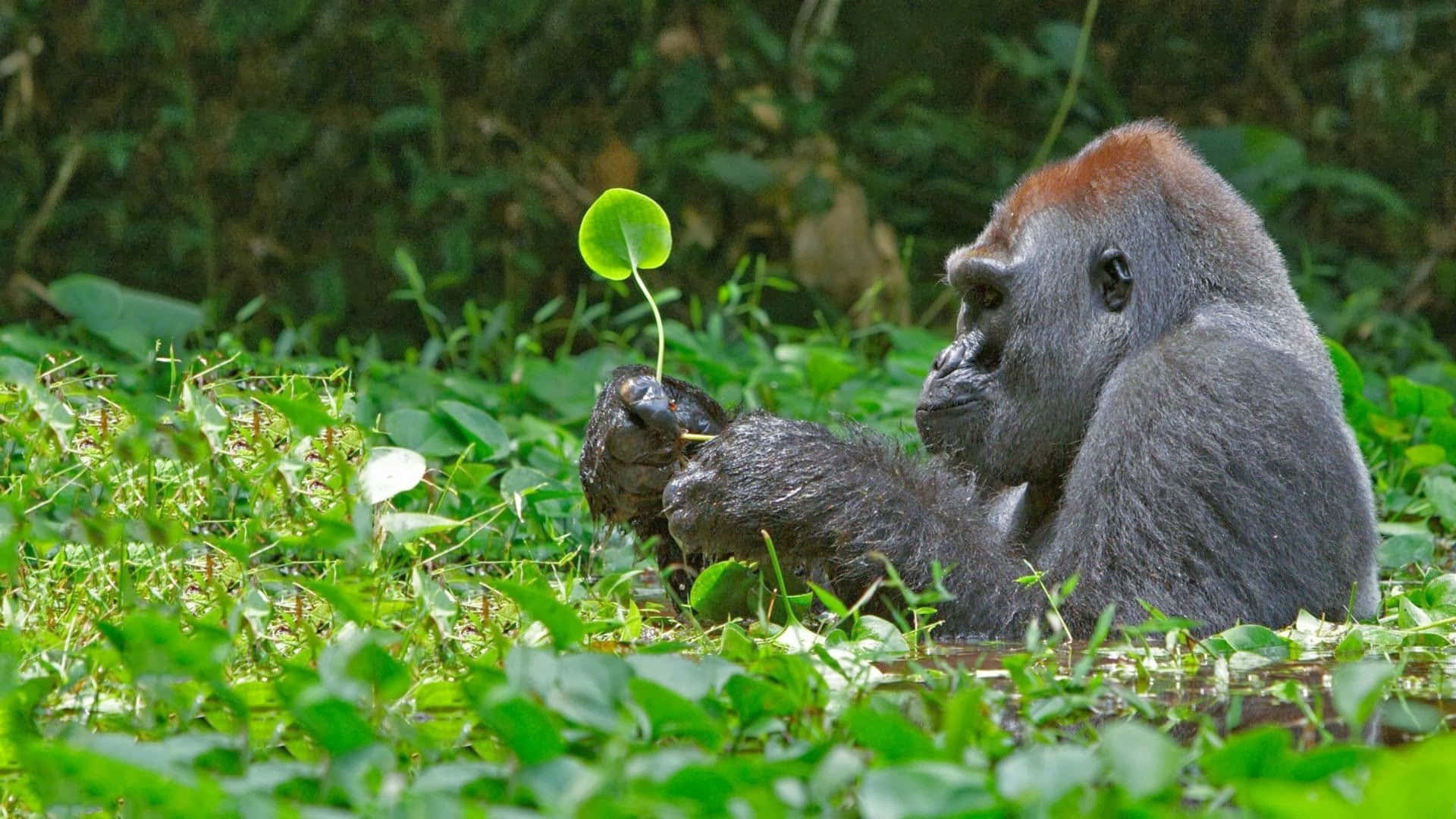 Bedst Gorilla Baggrund Spiller med blad