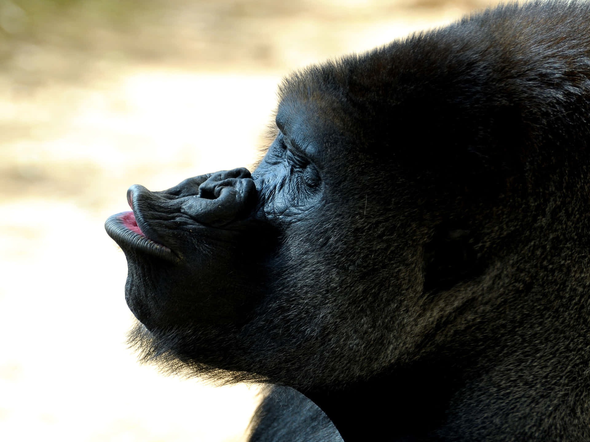 Best Gorilla Stretching Snout Background