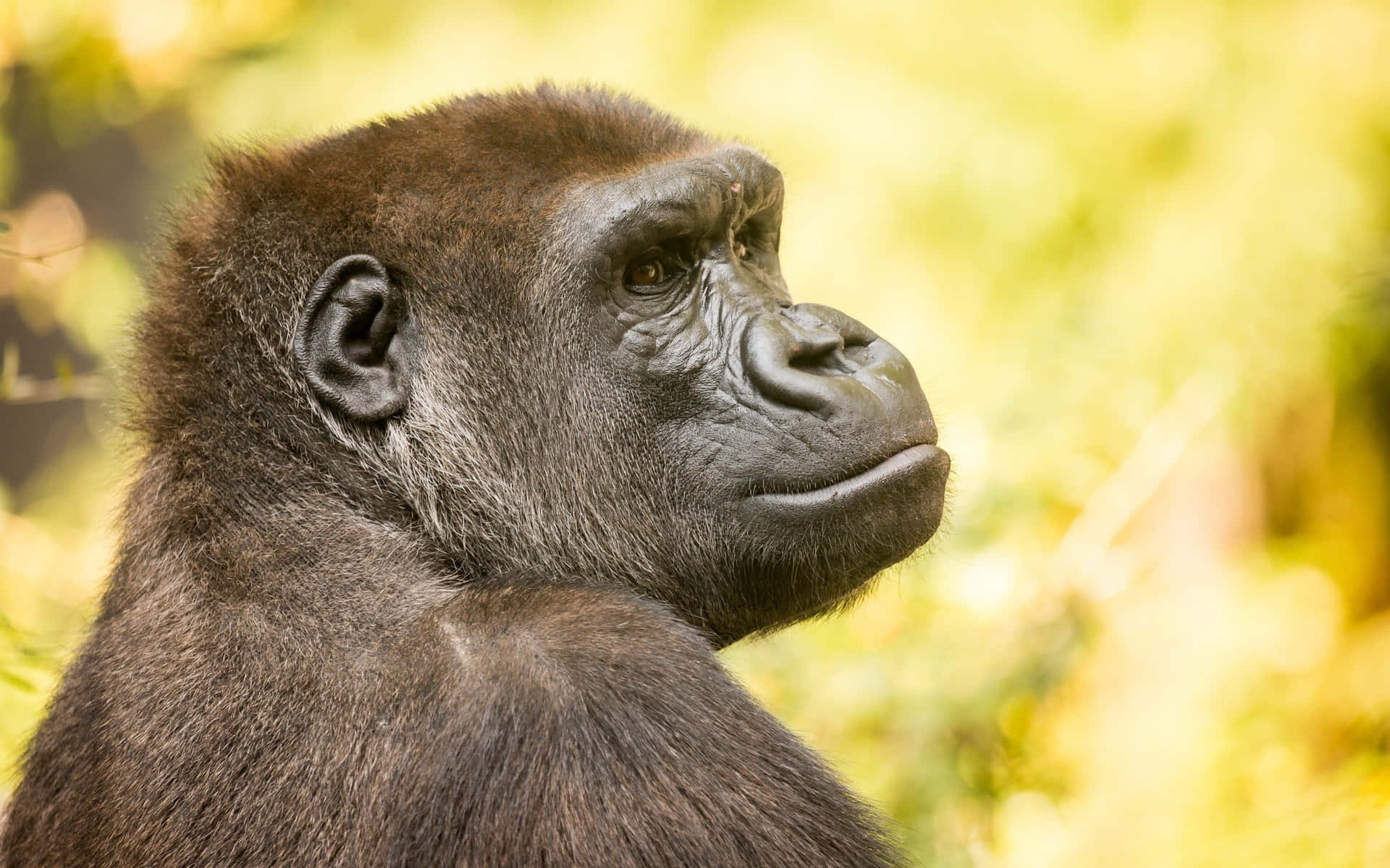 Best Gorilla With Dark Brown Fur Background
