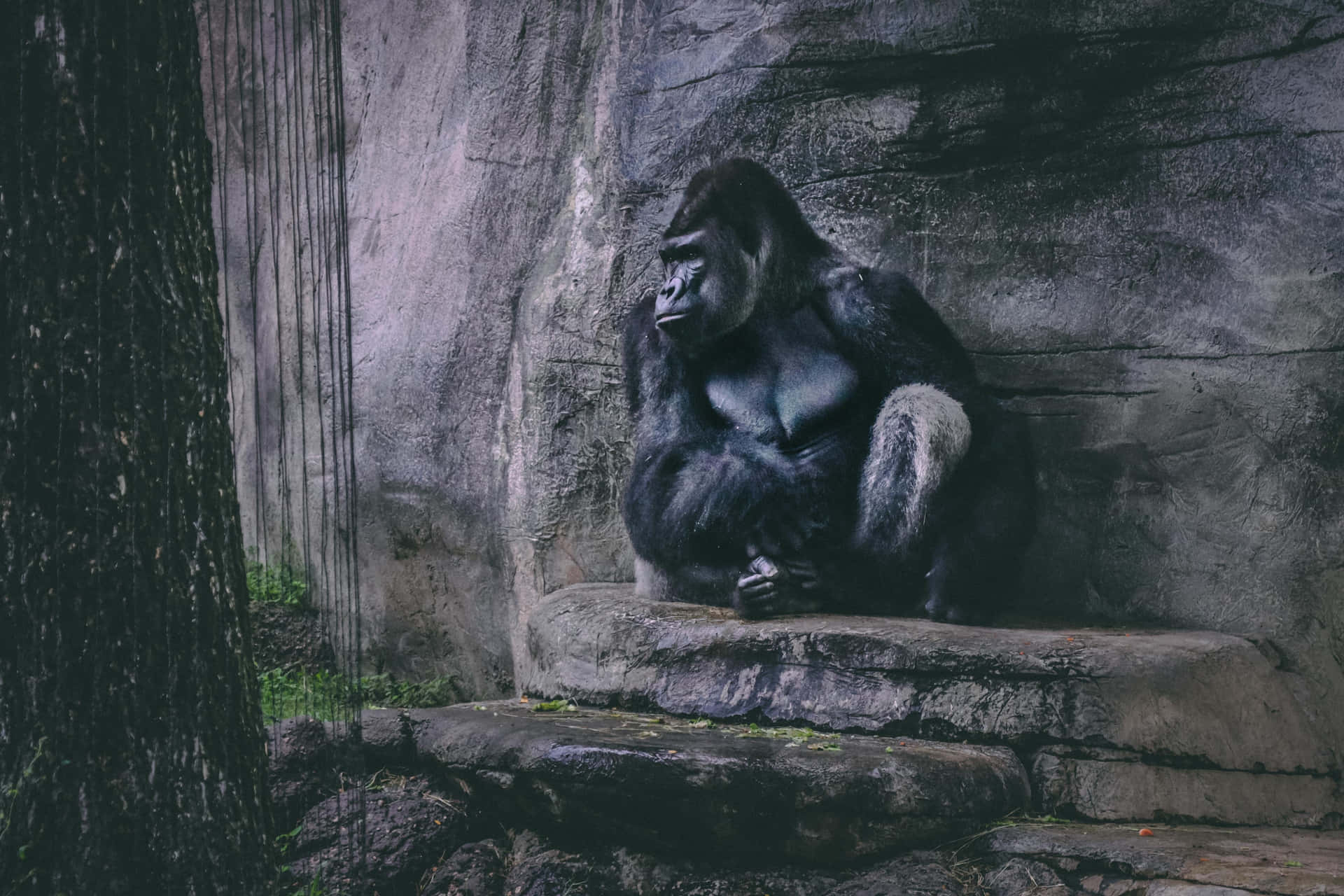 Sitting On Rock Platform Best Gorilla Background