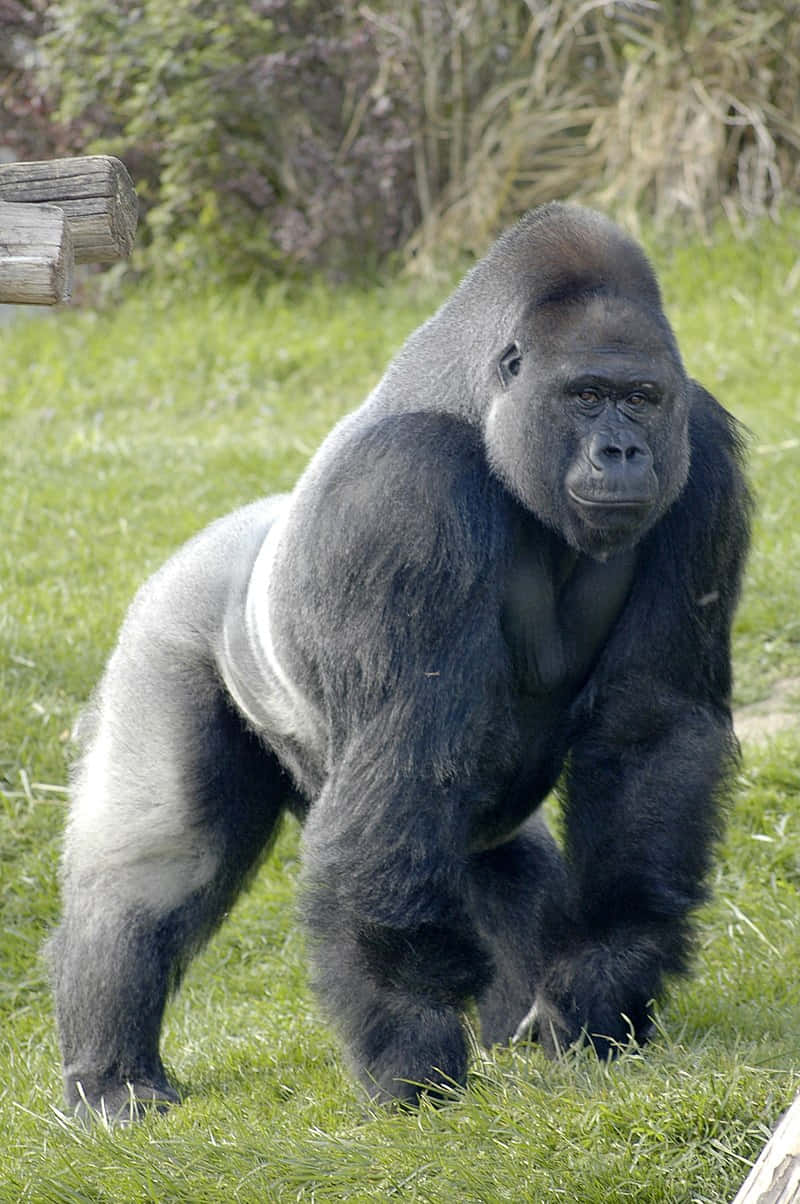 Bedste gorilla baggrund stående på alle fire