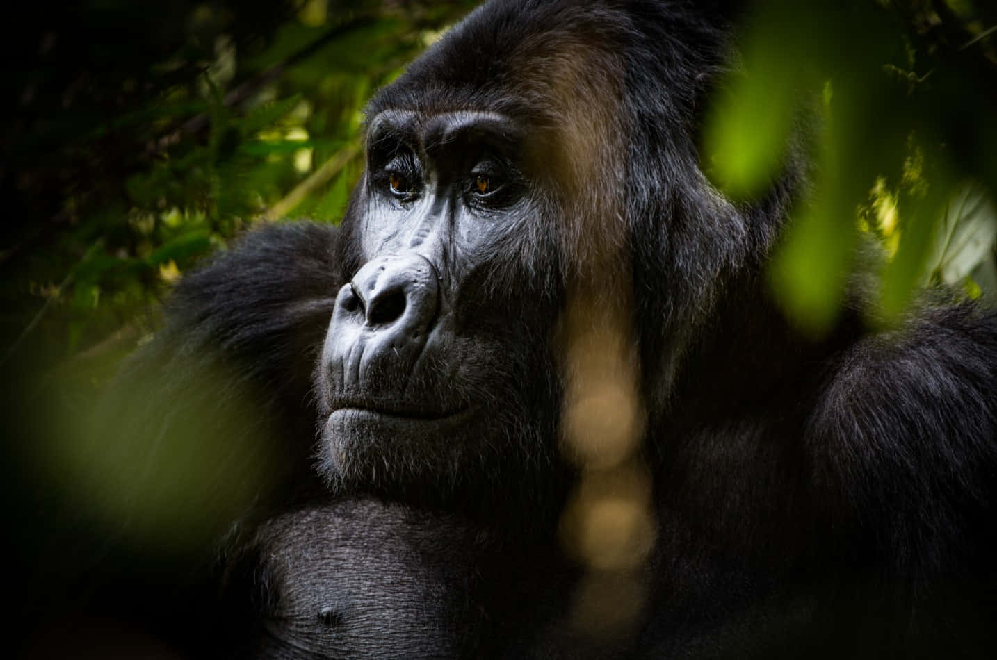 Best Gorilla Background With Soft Expression Background