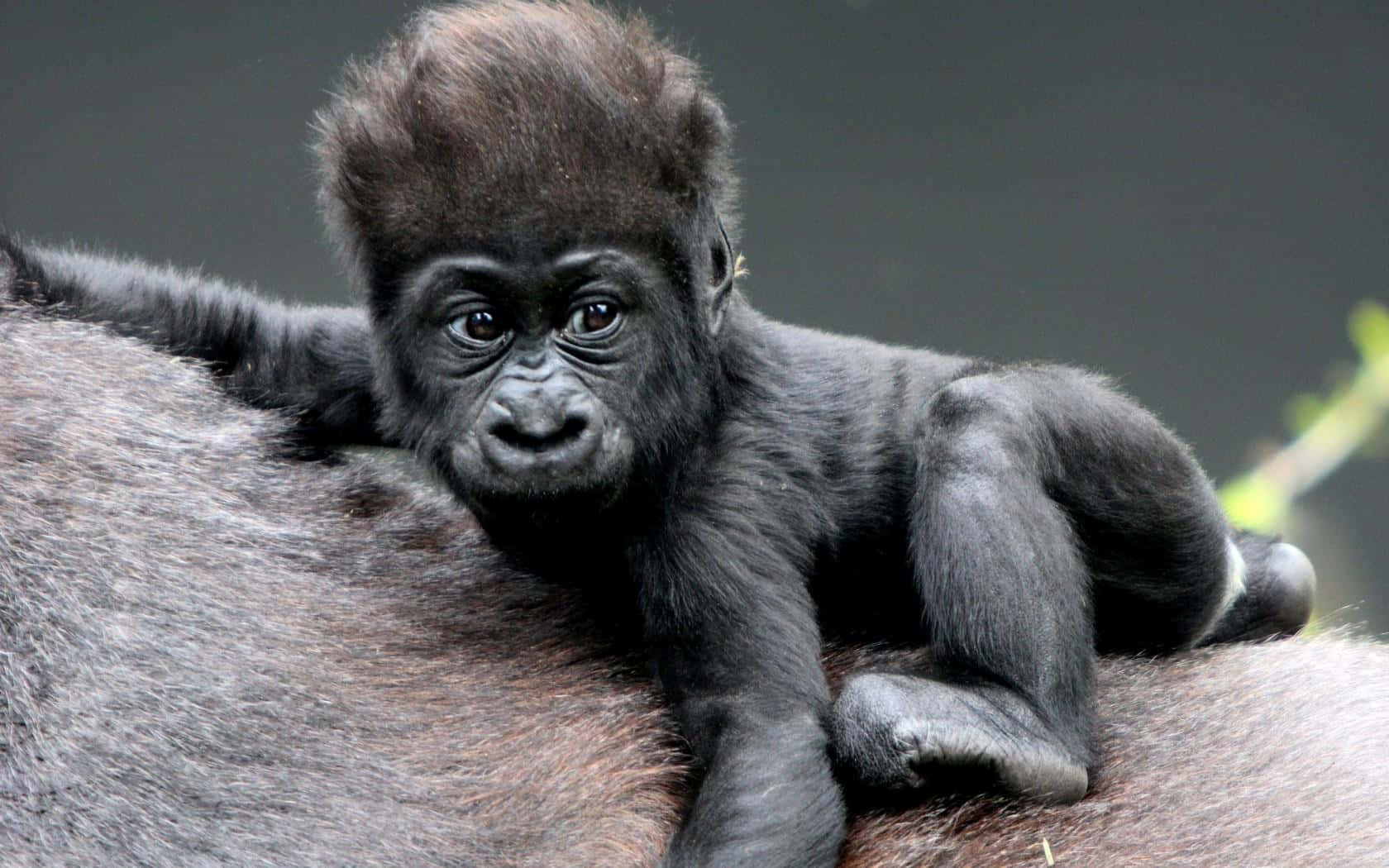 Entzückenderhintergrund Mit Dem Besten Baby-gorilla