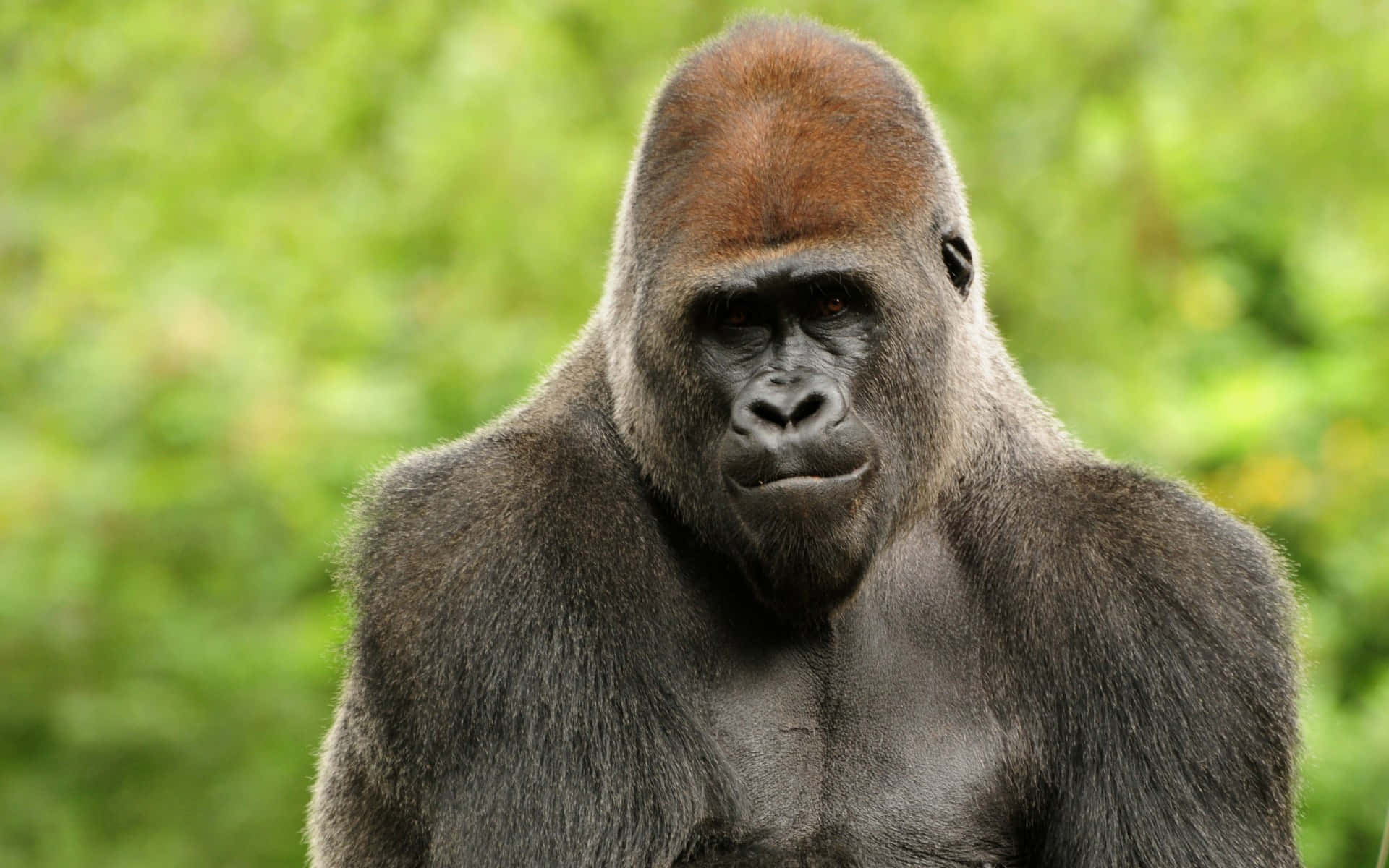 Rotbraunermantel Auf Dem Kopf Beste Gorilla-hintergrund