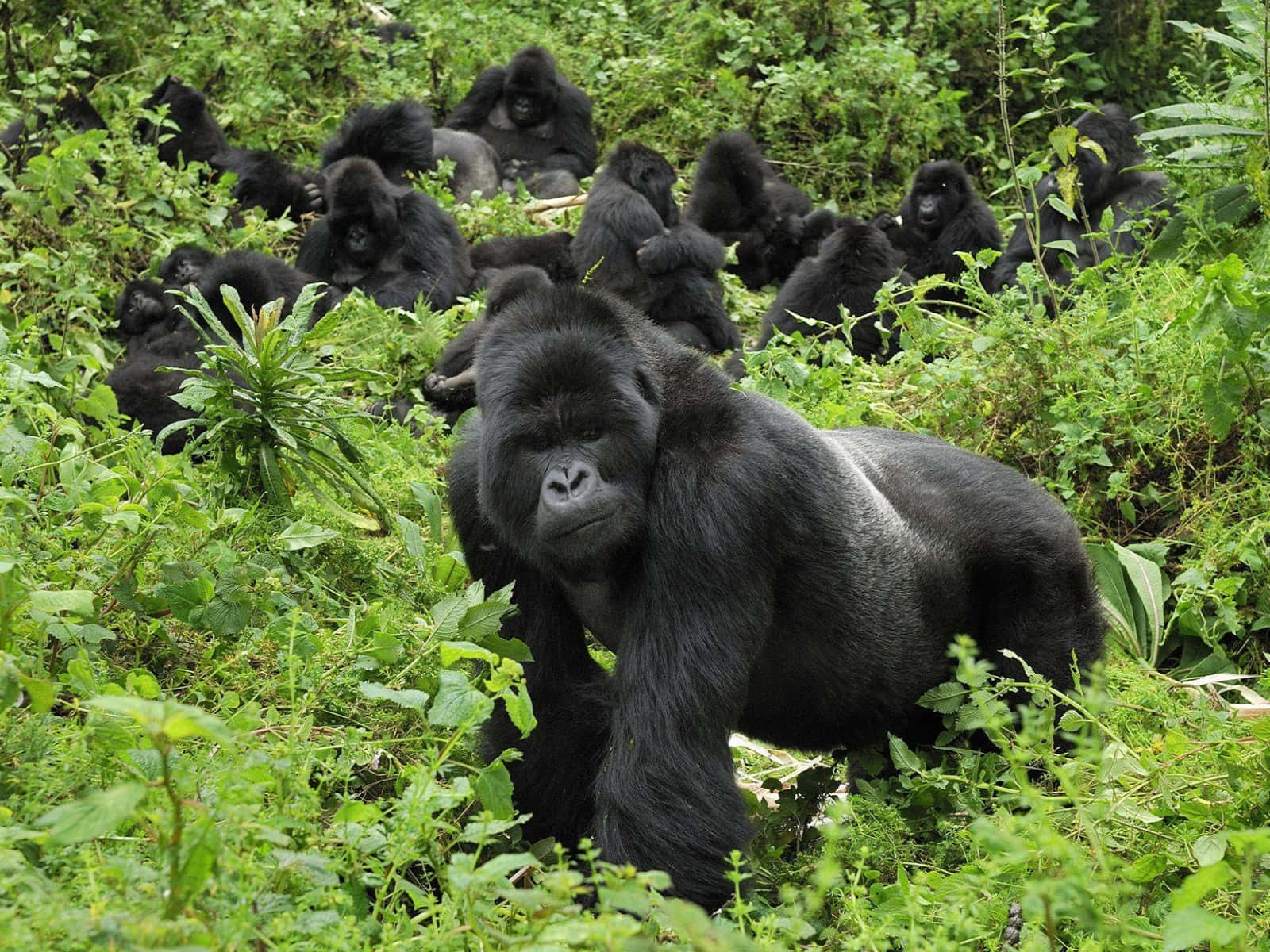 Mejorpaquete De Fondos De Pantalla De Gorilas