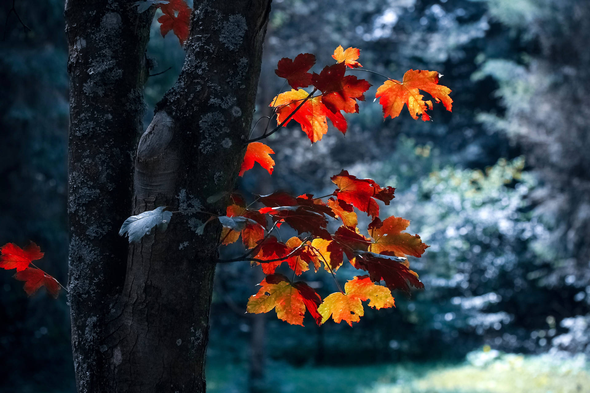 Lasmejores Hojas De Otoño En Alta Definición Fondo de pantalla