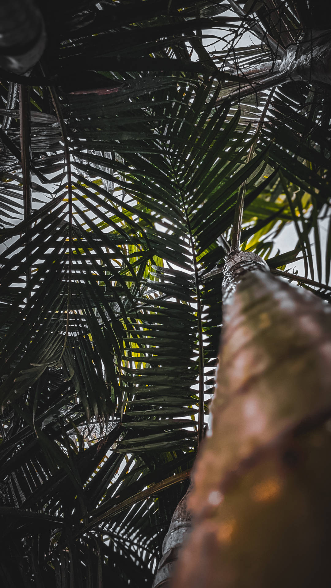 Bedste HD høj kokosnød træ tapet Wallpaper