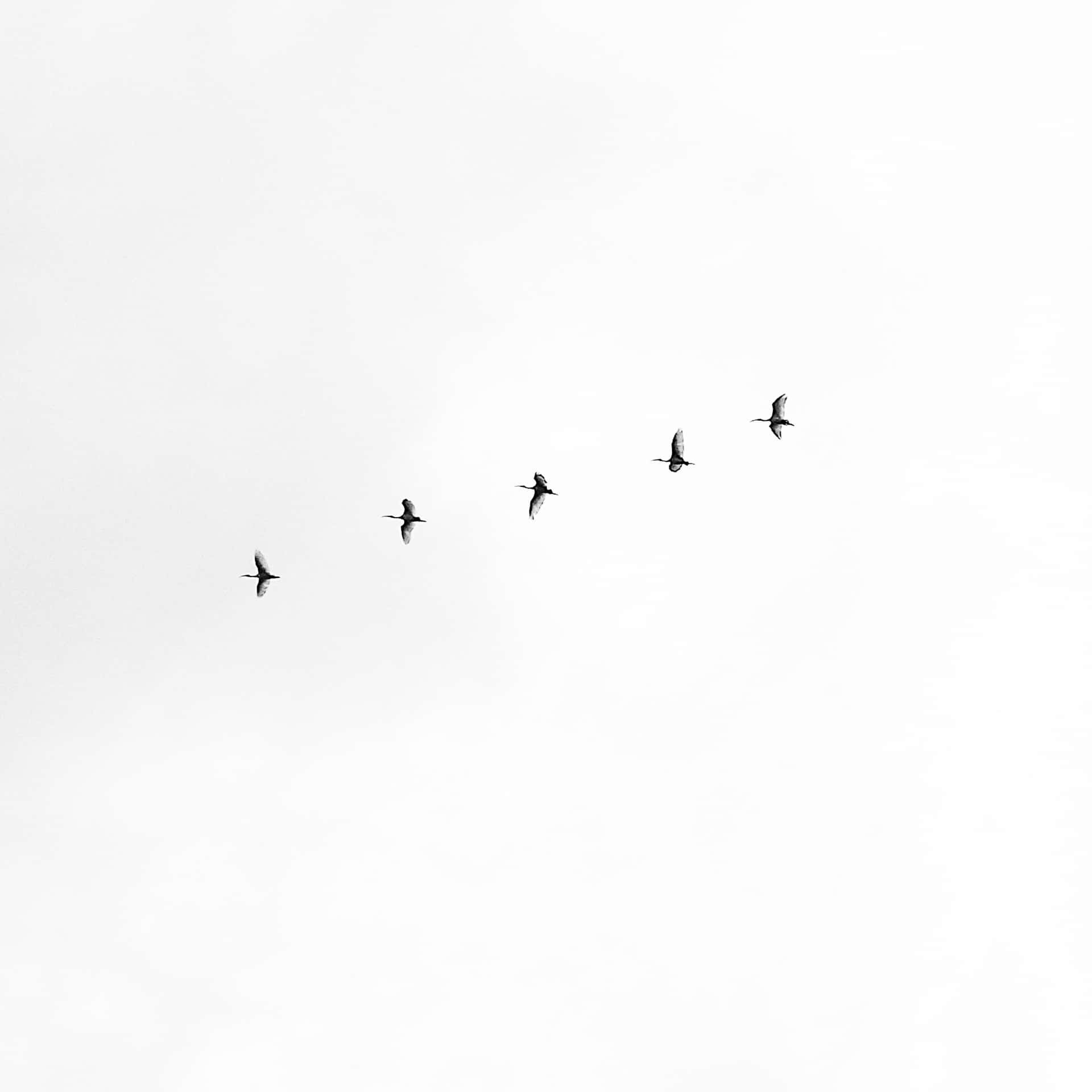 Besteminimalistische Hintergrund Mit Fliegenden Vögeln