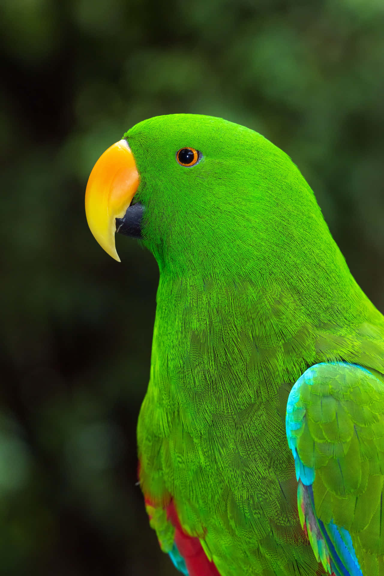 Bedste Natur Baggrund Af Levende Grøn Papegøje