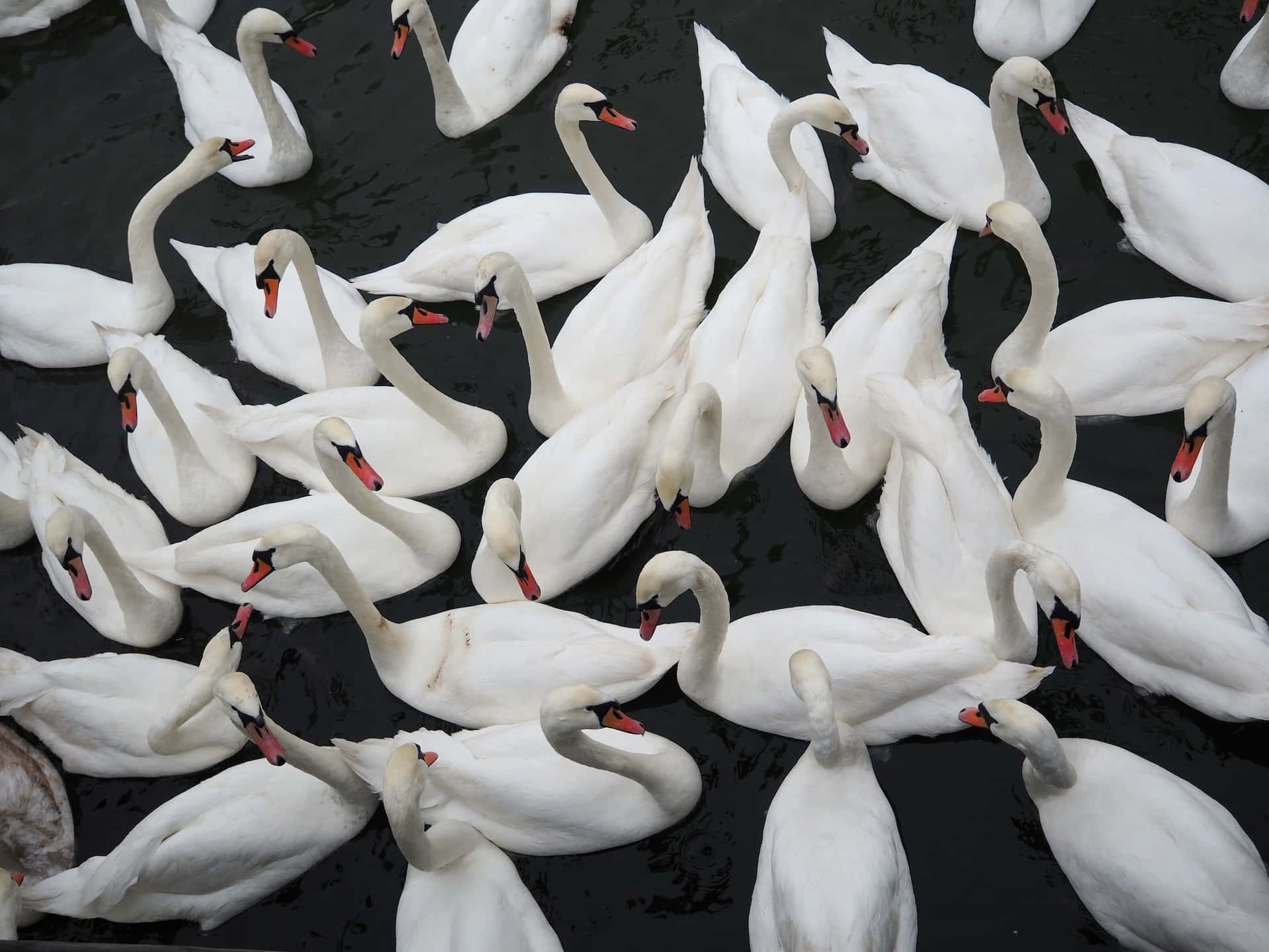 Best Nature Background Of White Swans
