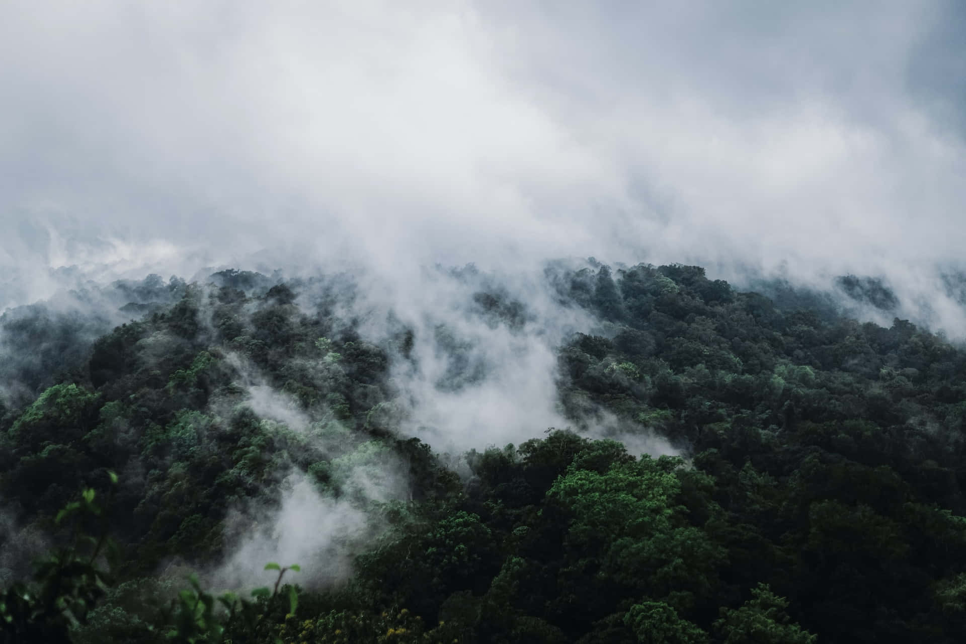 Mejorfondo De Naturaleza Bosque De Montaña Con Niebla