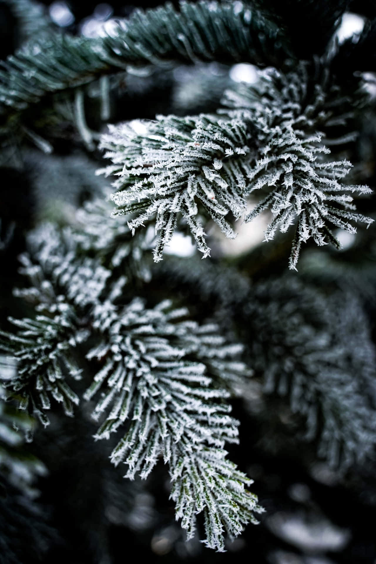 Best Nature Background Snowy Pine Needles Background