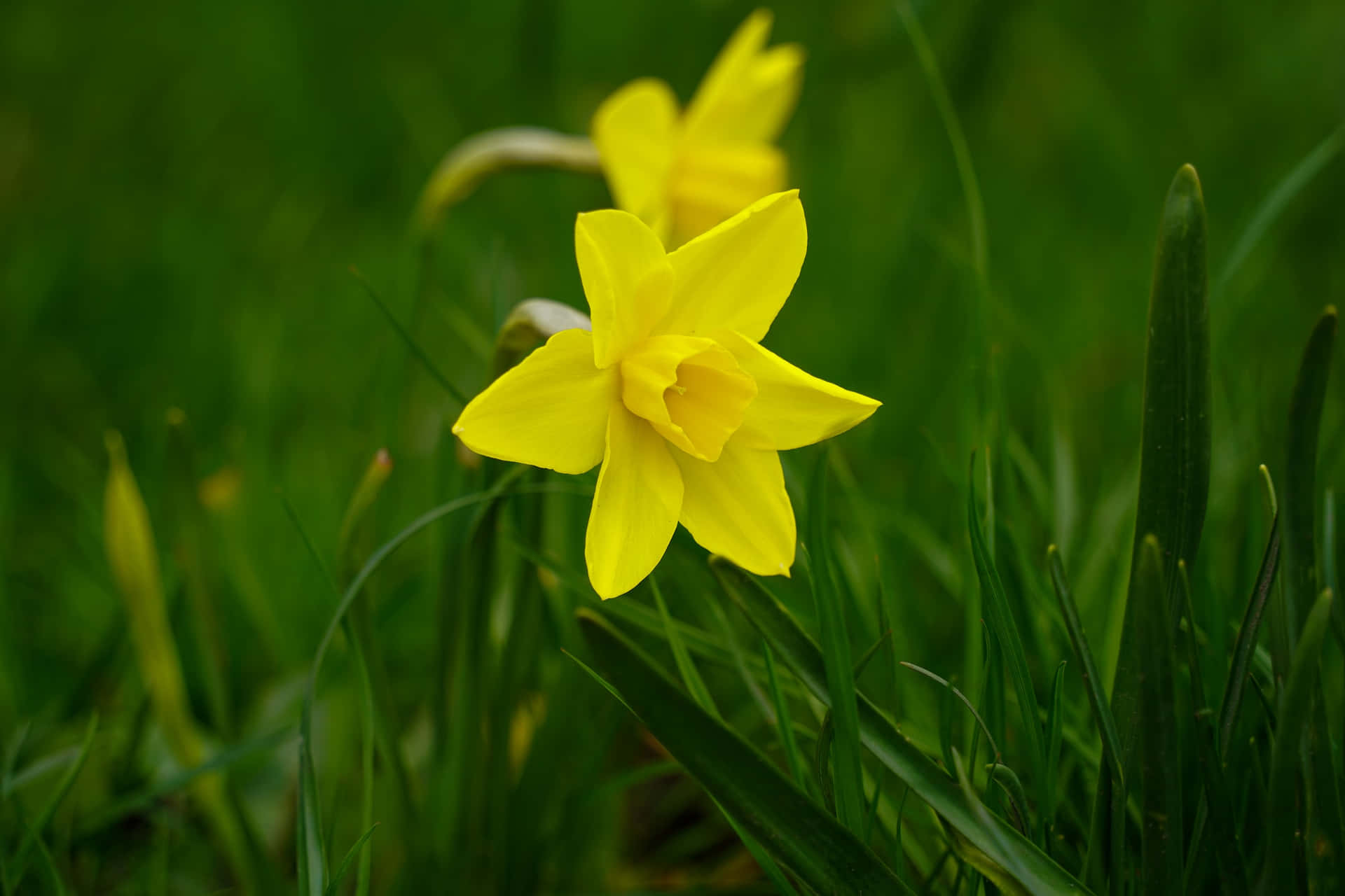 Best Nature Background Yellow Daffodil Background