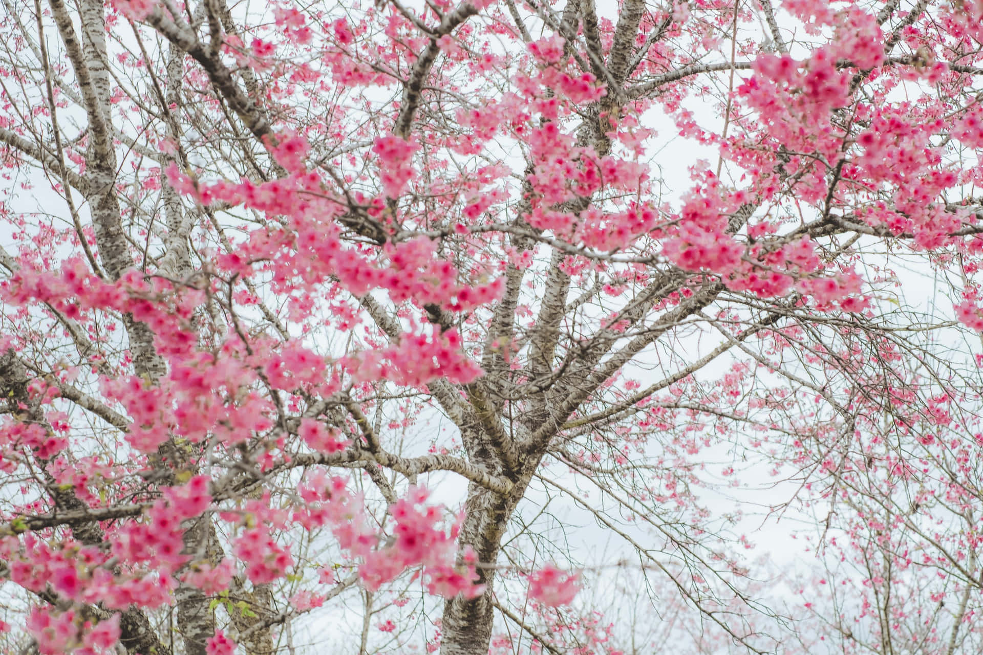 Bestenaturhintergrund Kirschblüten In Voller Blüte