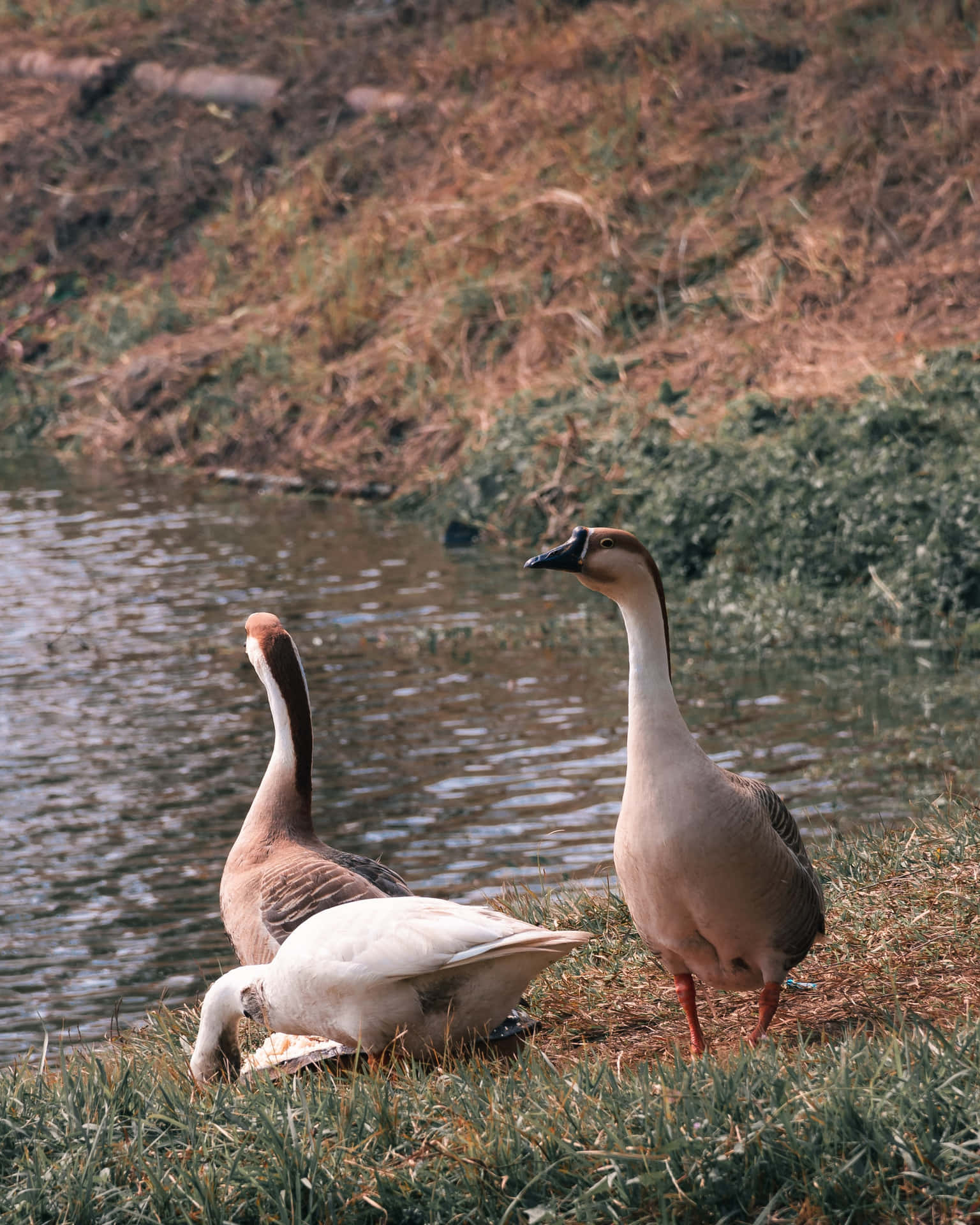 Best Nature Background Geese By The Pond Background