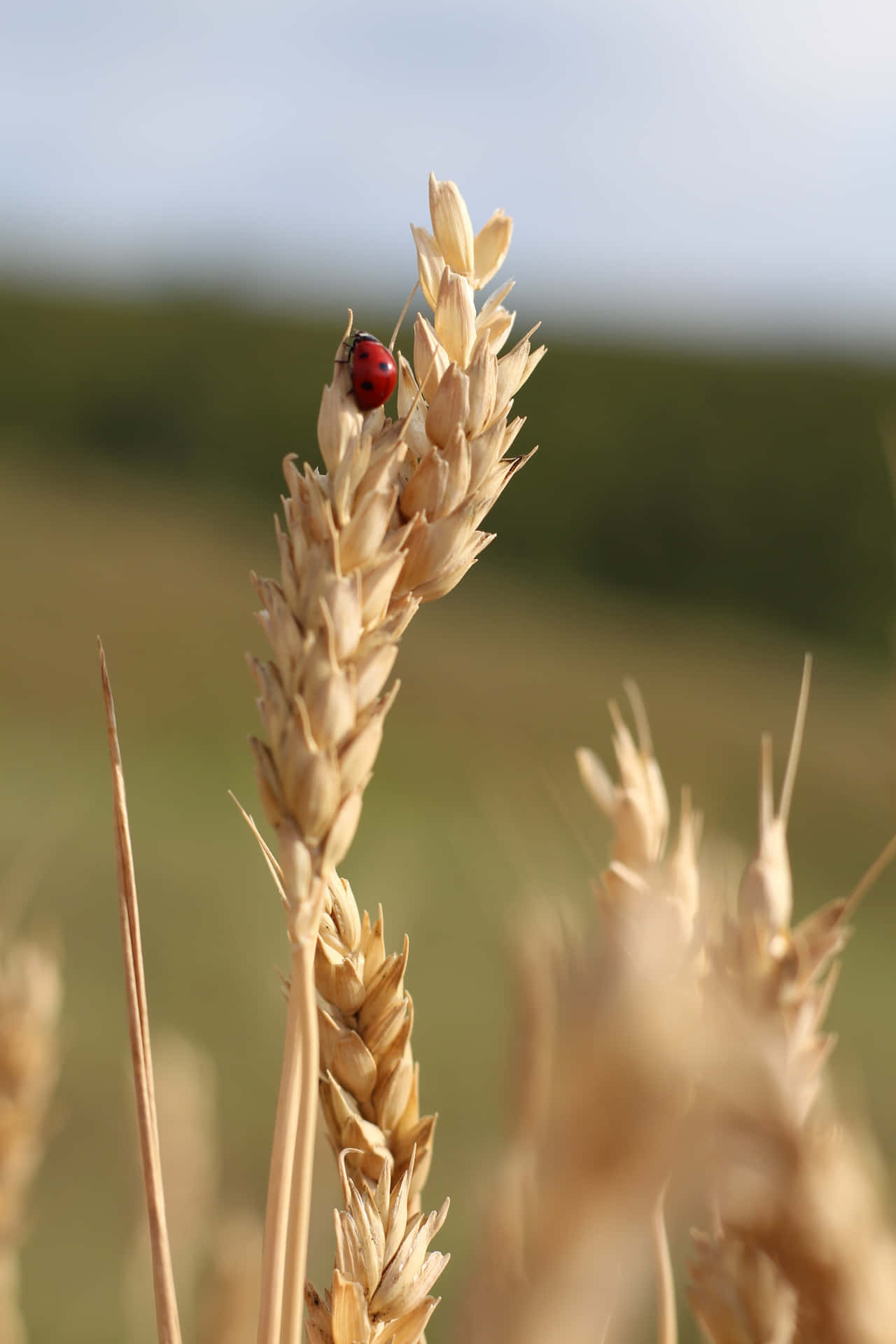 Best Nature Background Lady Bug On A Wheat