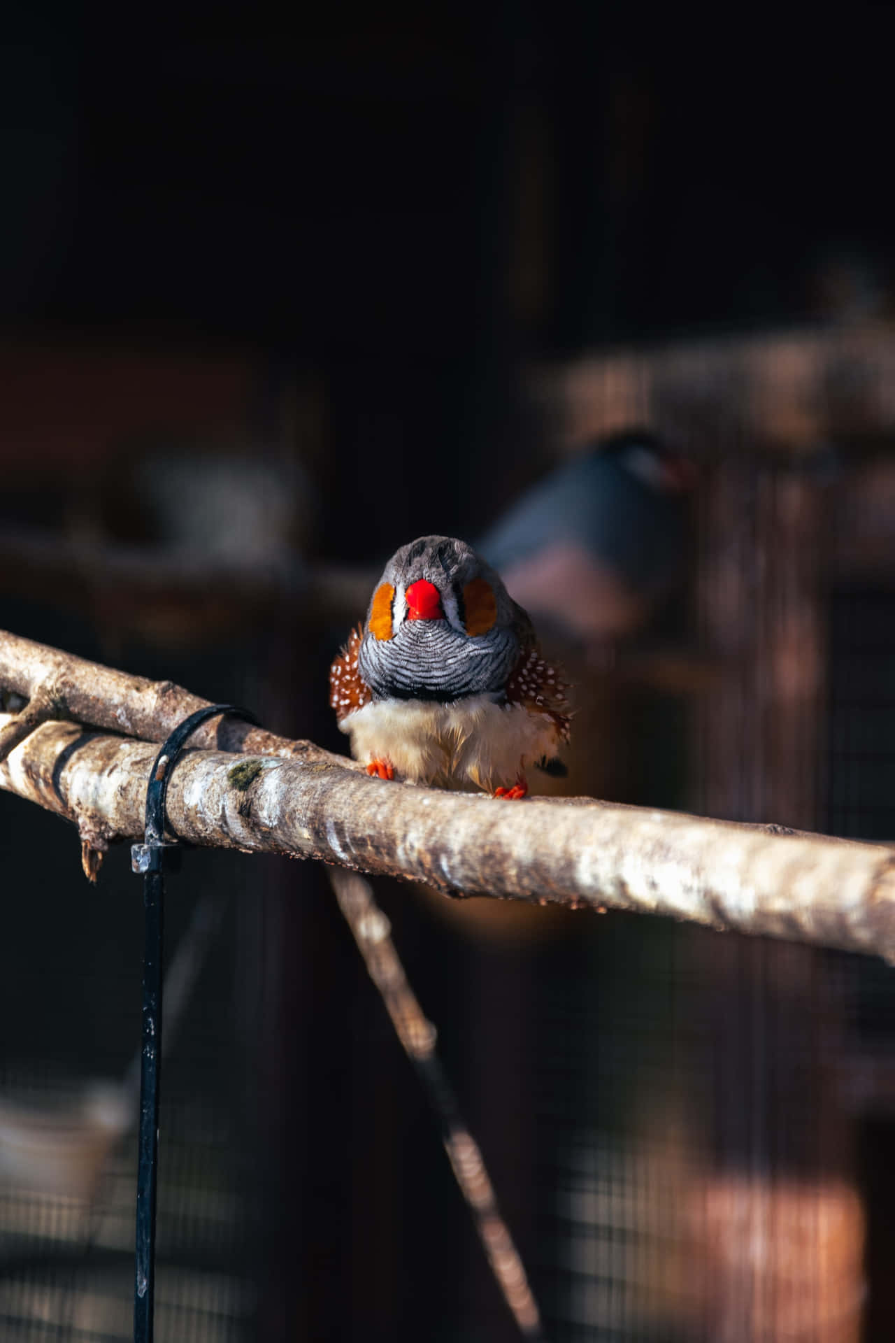 Bestesnaturhintergrundbild: Niedlicher Kleiner Vogel