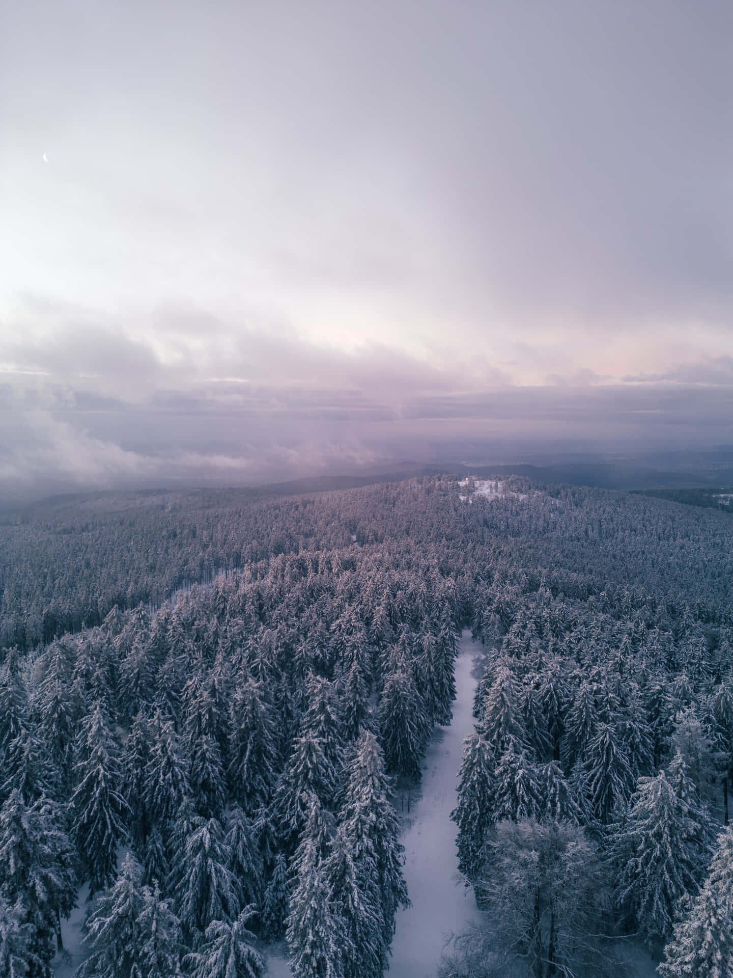 Best Nature Background Spruce Forest In Winter