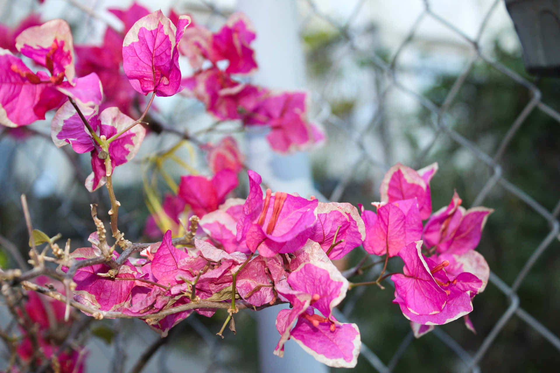 Best Nature Background Bougainvillea Blooms Background