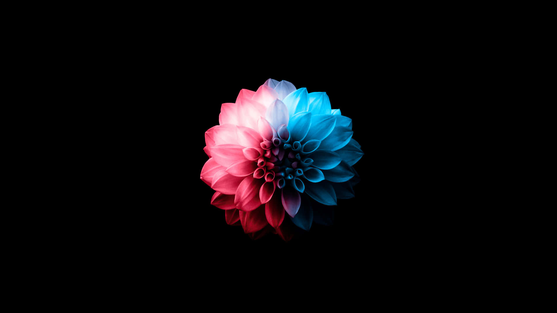 Eineblume Mit Blauen Und Pinken Farben Auf Einem Schwarzen Hintergrund.