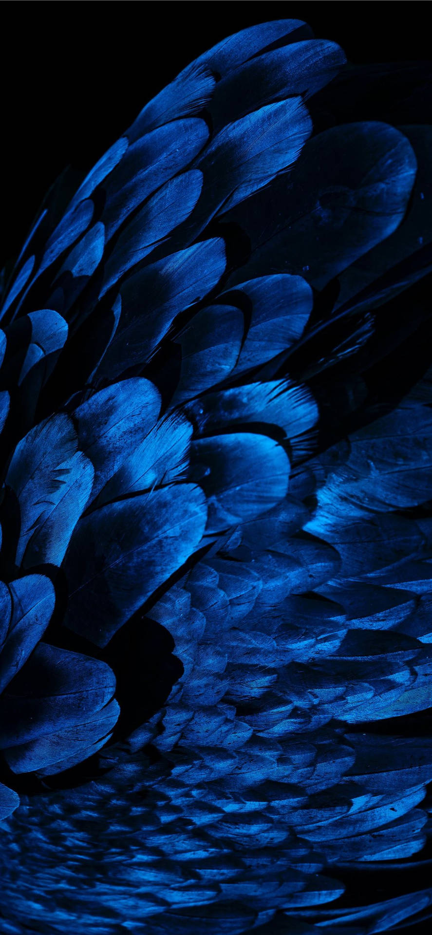 Best Oled Blue Feathers Picture