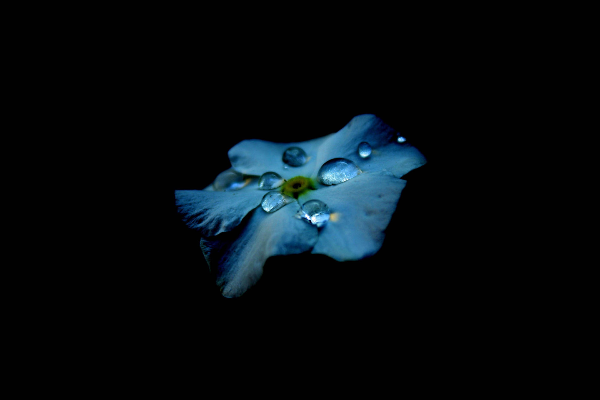 Mejorpantalla Oled Con Flores Azules Y Gotas De Lluvia. Fondo de pantalla