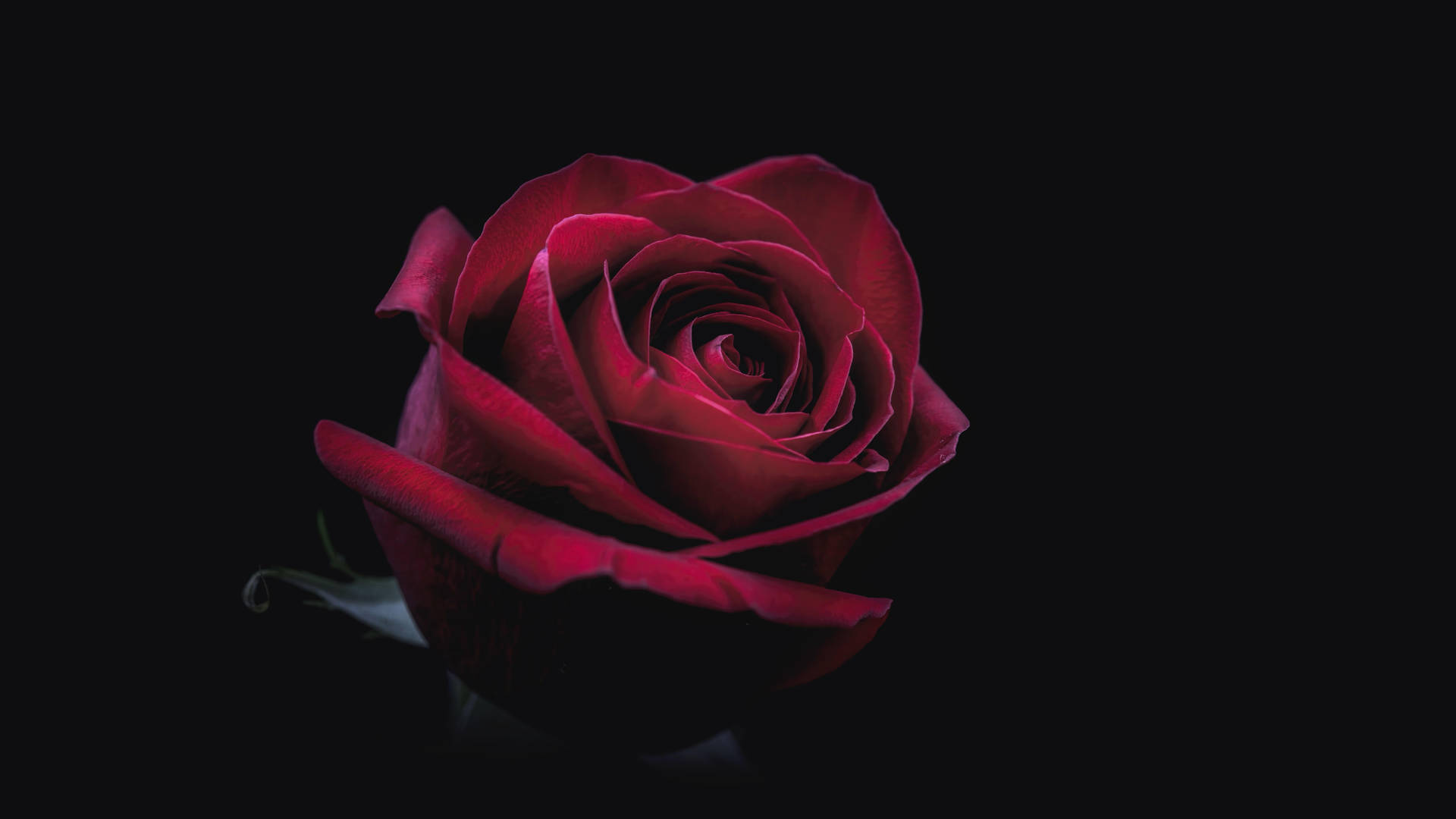 Bedste OLED Rød Rose Blossom skrivebordtapet Wallpaper