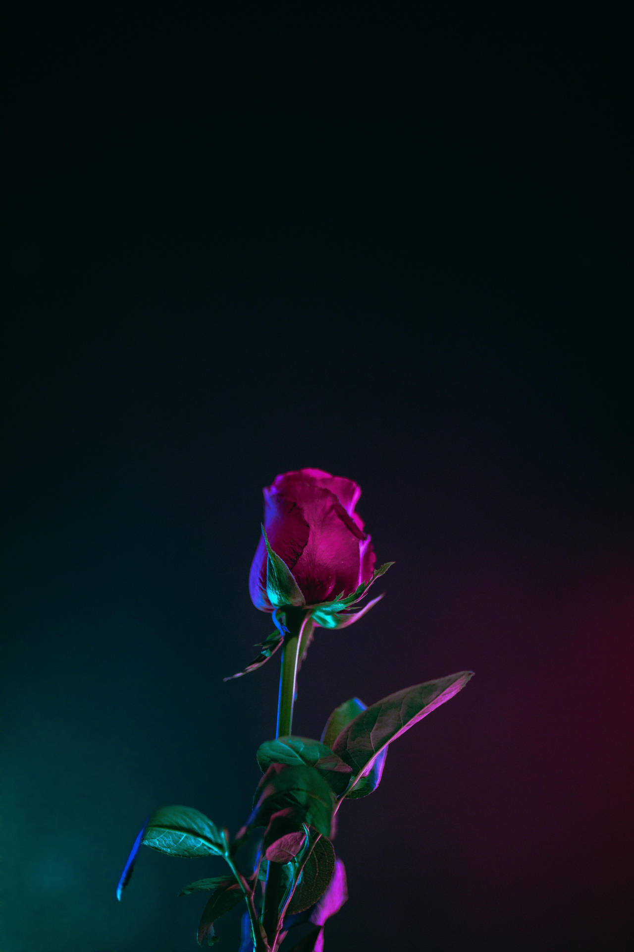 Besteoled Rosen Neonlichter. Wallpaper