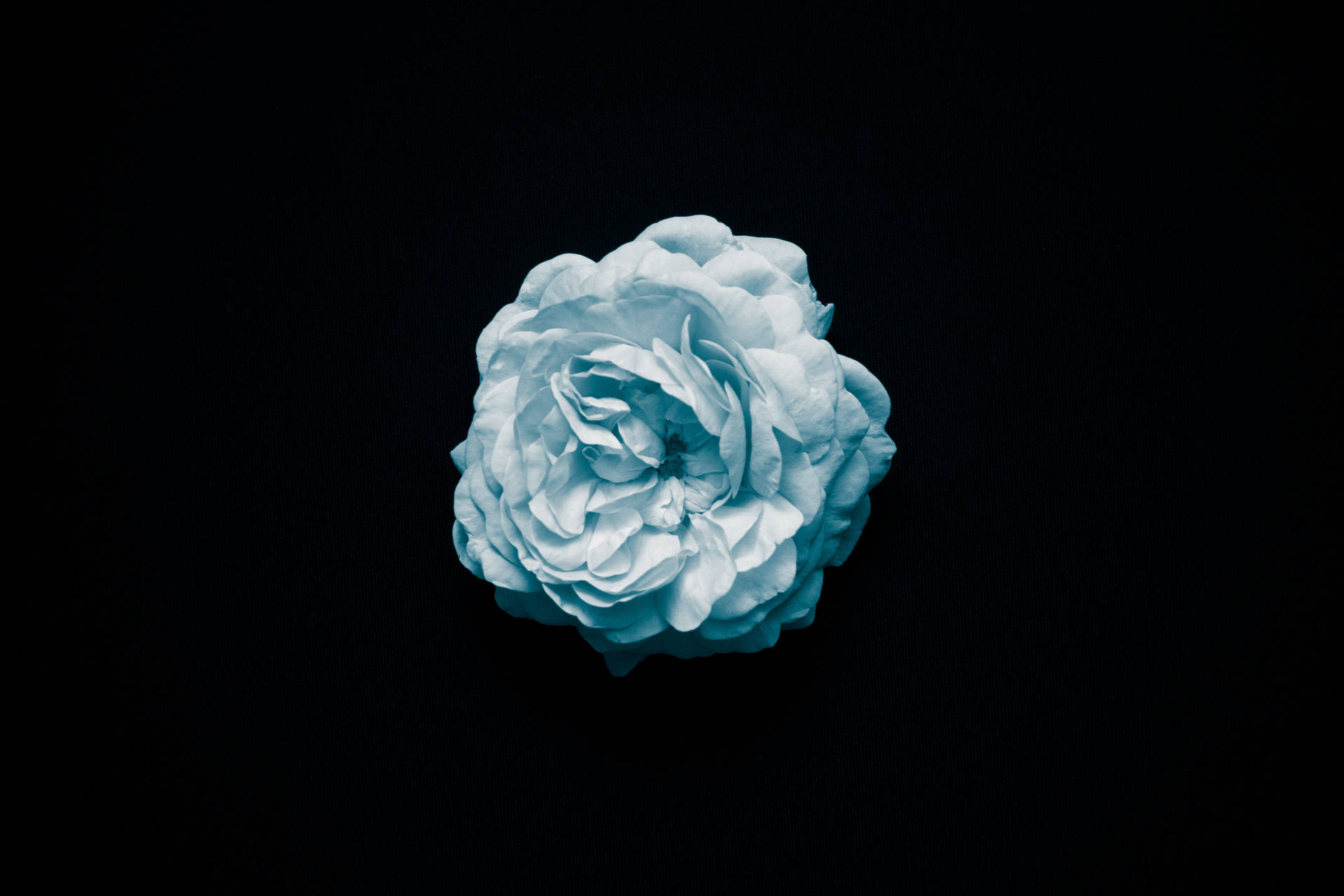 Bedste OLED hvid blomst mønster tapet Wallpaper