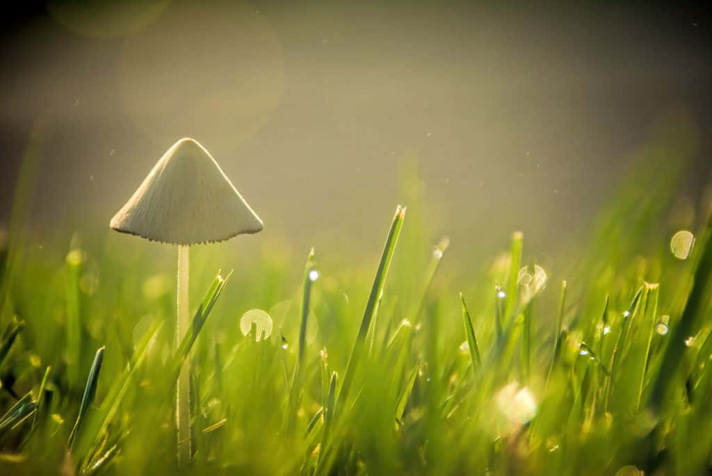 A Mushroom In The Grass With Water Droplets