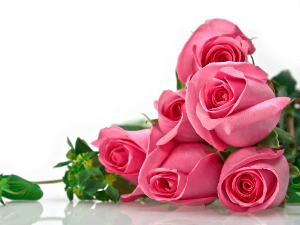 Fondode Pantalla De Paisaje Con Las Mejores Rosas Rosadas