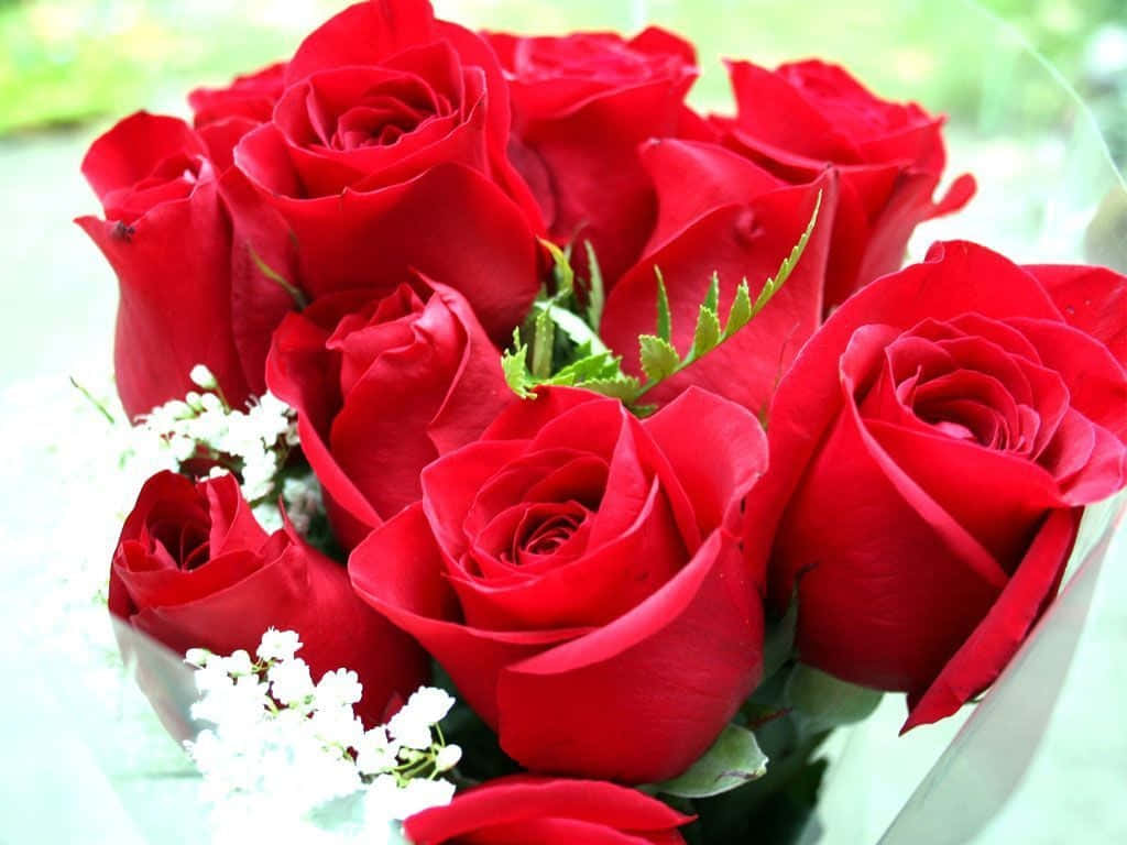 Red Bouquet Best Roses Background
