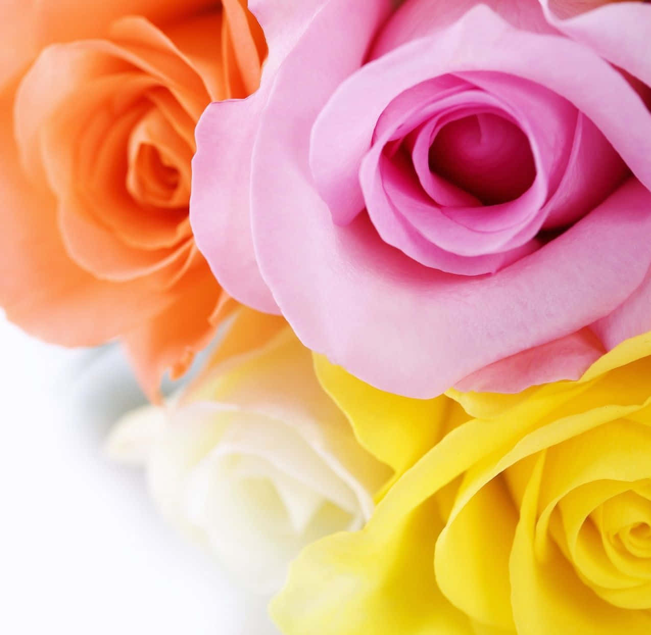 Farverige Blomster Bedste Rosen Baggrund